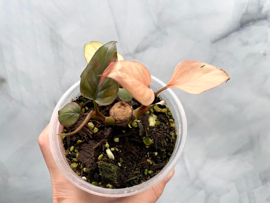 Homalomena Pink Diamond | Well Established Bottom Cut with Multiple Grow Points (Copy)