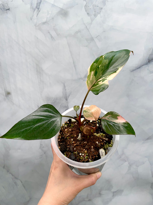 Homalomena Pink Diamond | Well Established Bottom Cut with Multiple Grow Points