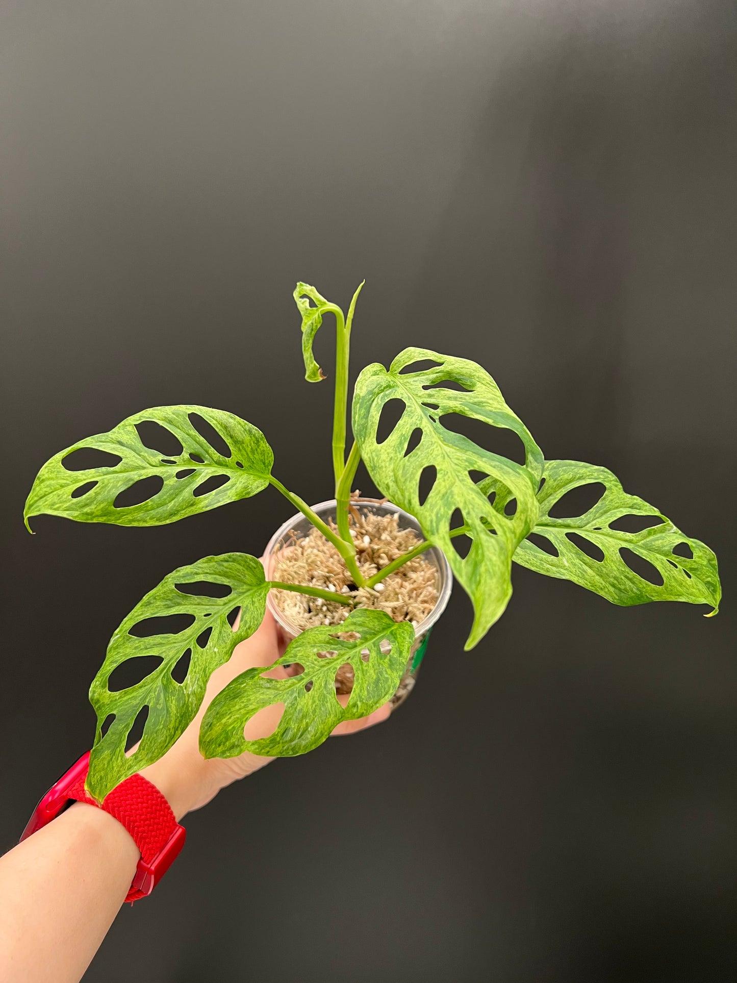 Monstera Laniata Mottled Variegated, Exact plant