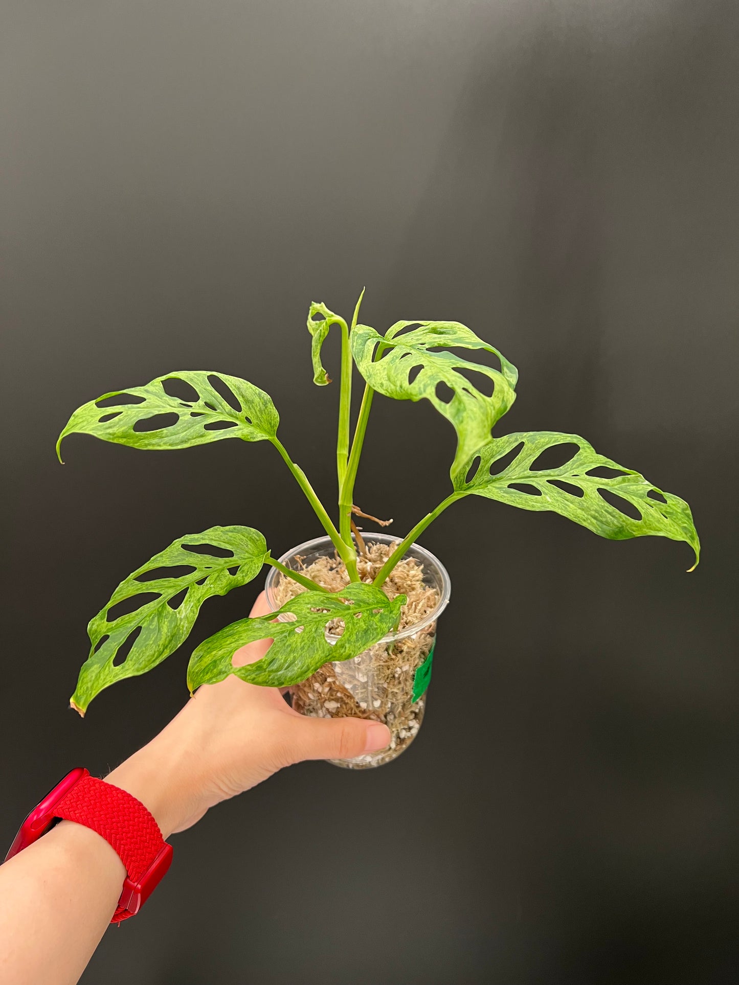 Monstera Laniata Mottled Variegated, Exact plant