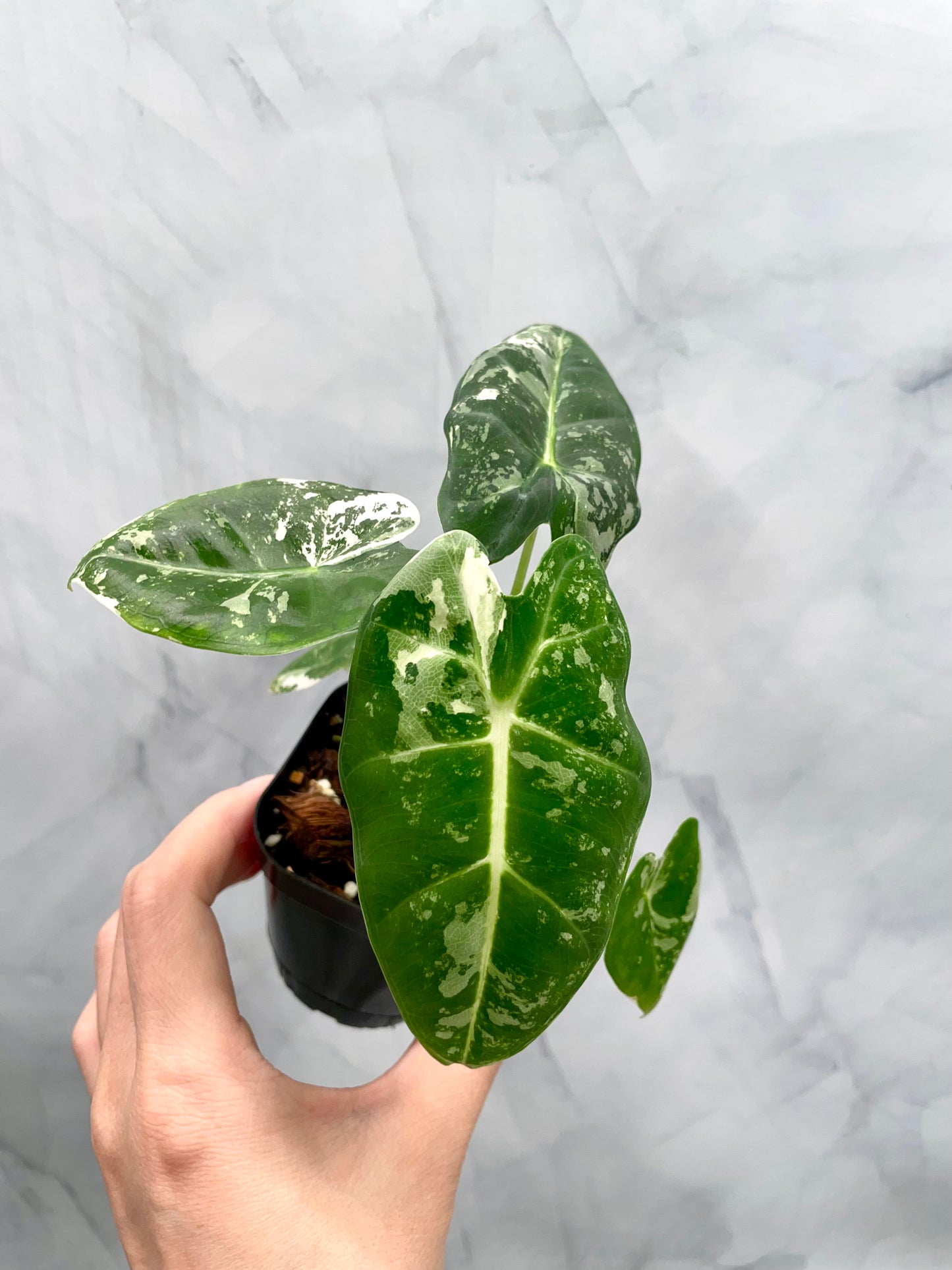 Alocasia Frydek Variegated in 2.6" Pot Exact Plant