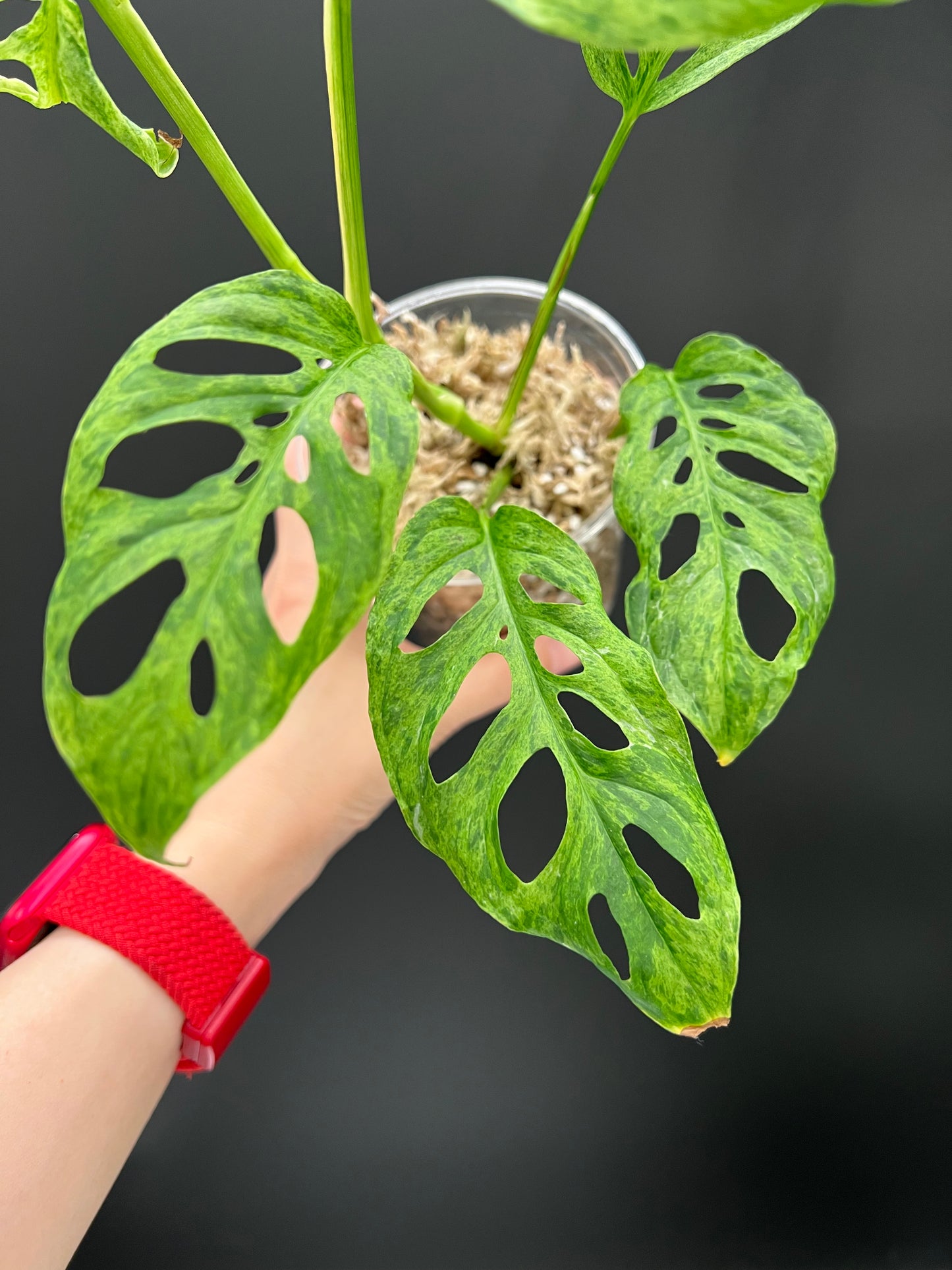 Monstera Laniata Mottled Variegated, Exact plant