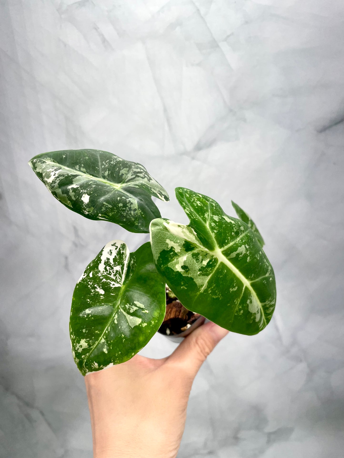 Alocasia Frydek Variegated in 2.6" Pot Exact Plant