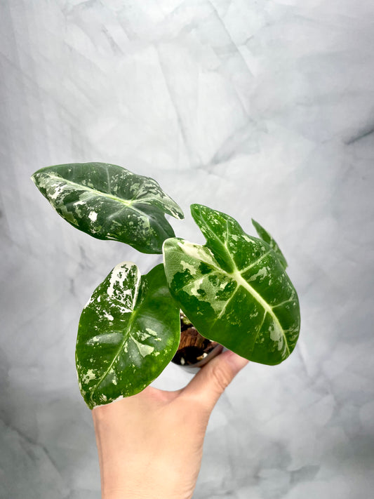 Alocasia Frydek Variegated in 2.6" Pot Exact Plant