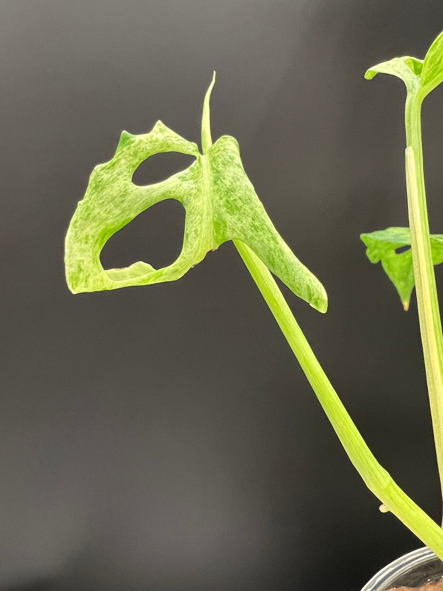 Monstera Laniata Mottled Variegated, Exact plant