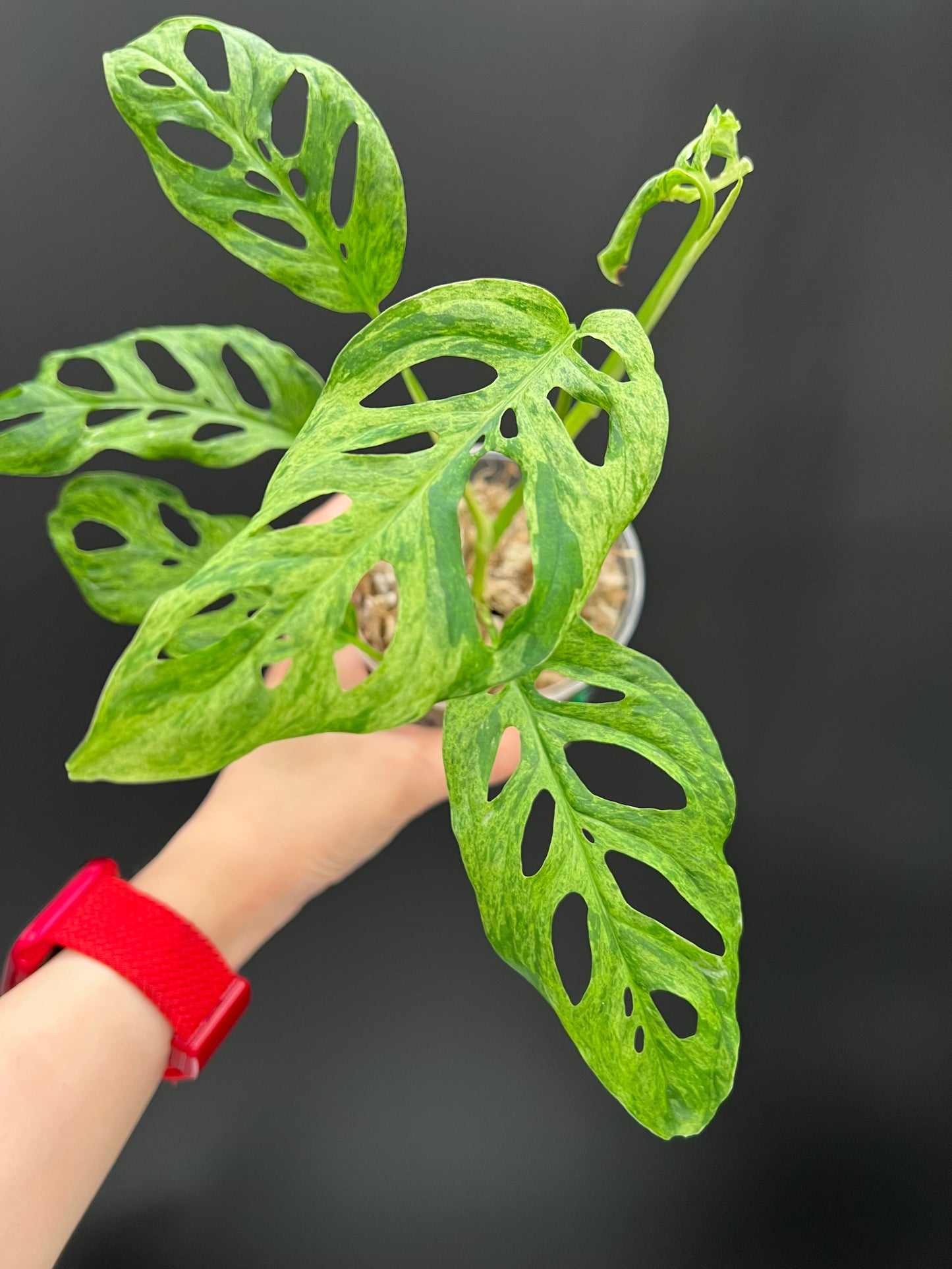 Monstera Laniata Mottled Variegated, Exact plant