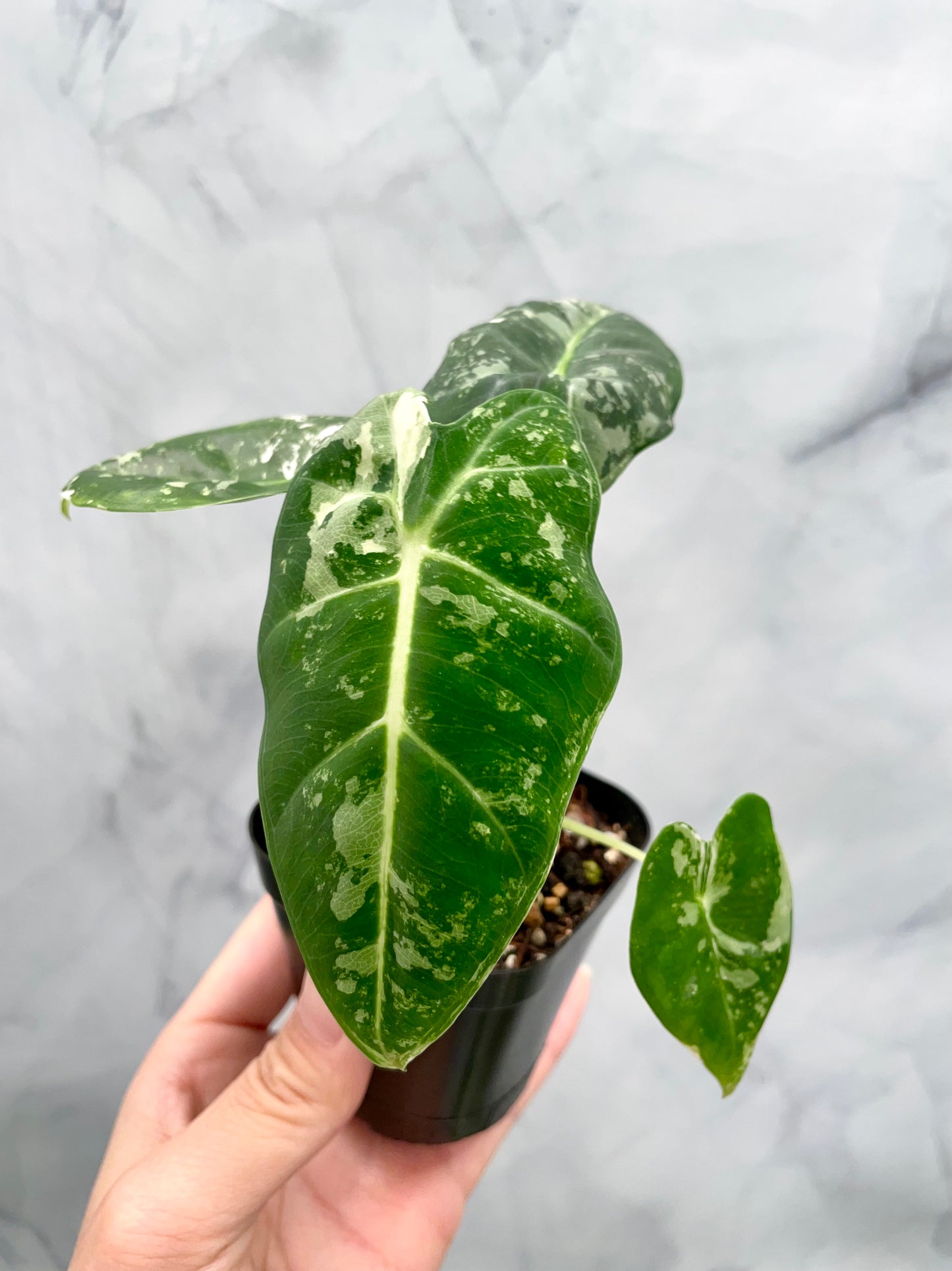 Alocasia Frydek Variegated in 2.6" Pot Exact Plant