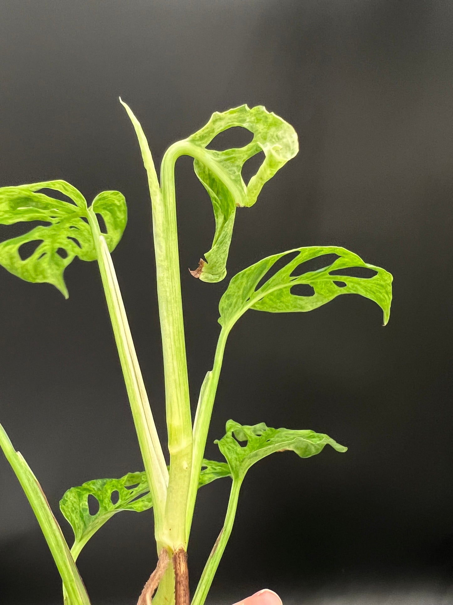 Monstera Laniata Mottled Variegated, Exact plant