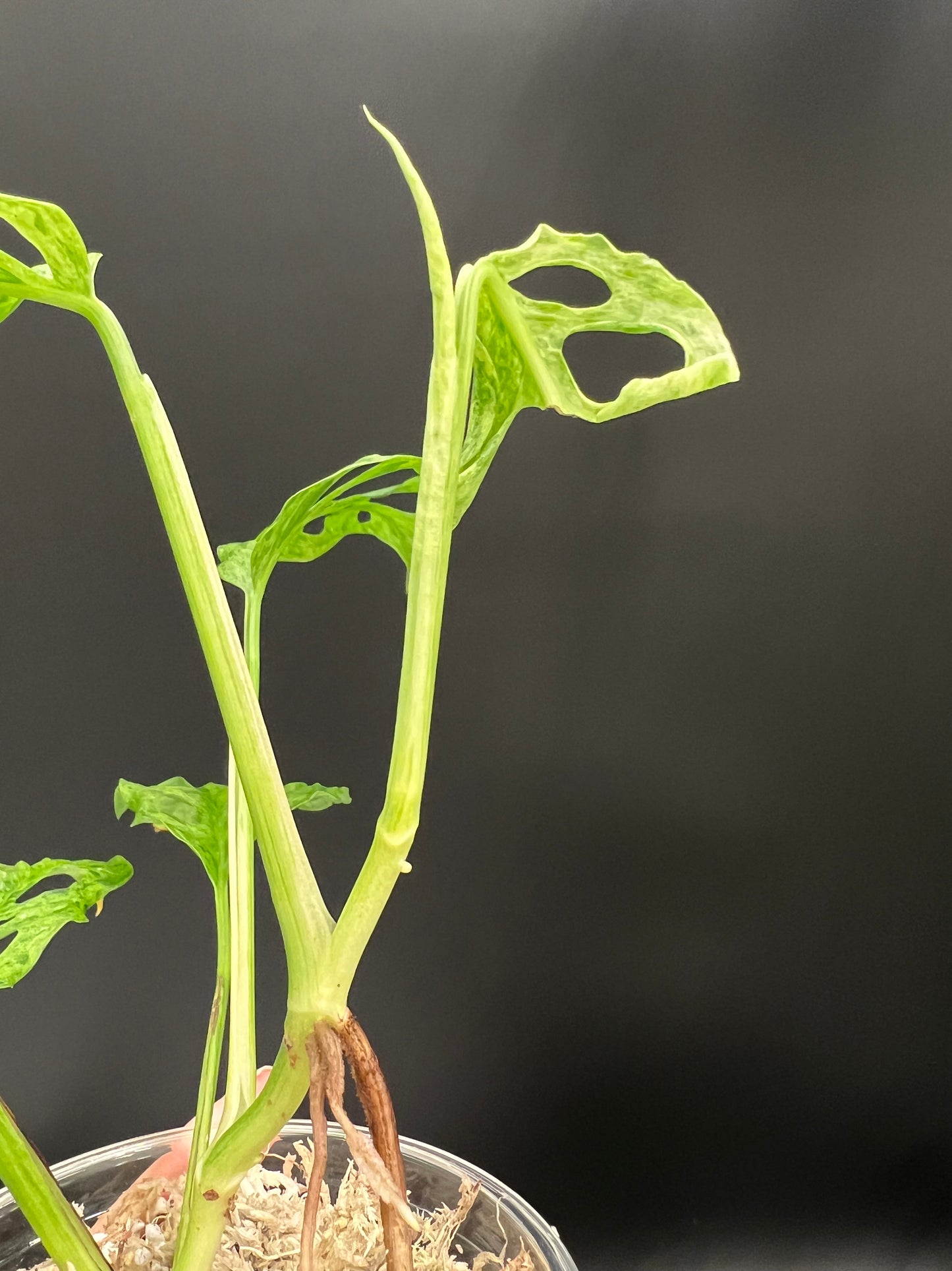 Monstera Laniata Mottled Variegated, Exact plant