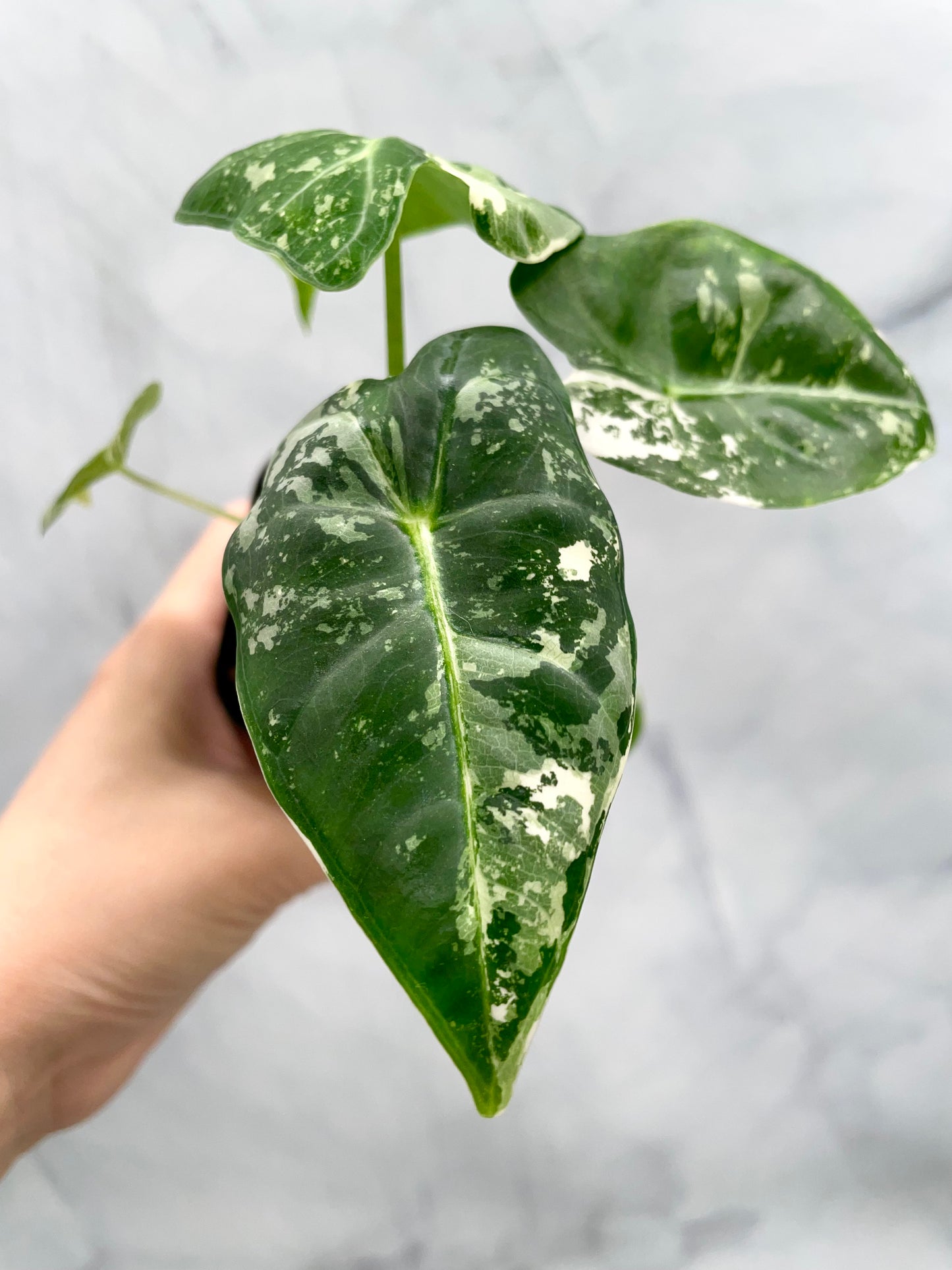 Alocasia Frydek Variegated in 2.6" Pot Exact Plant