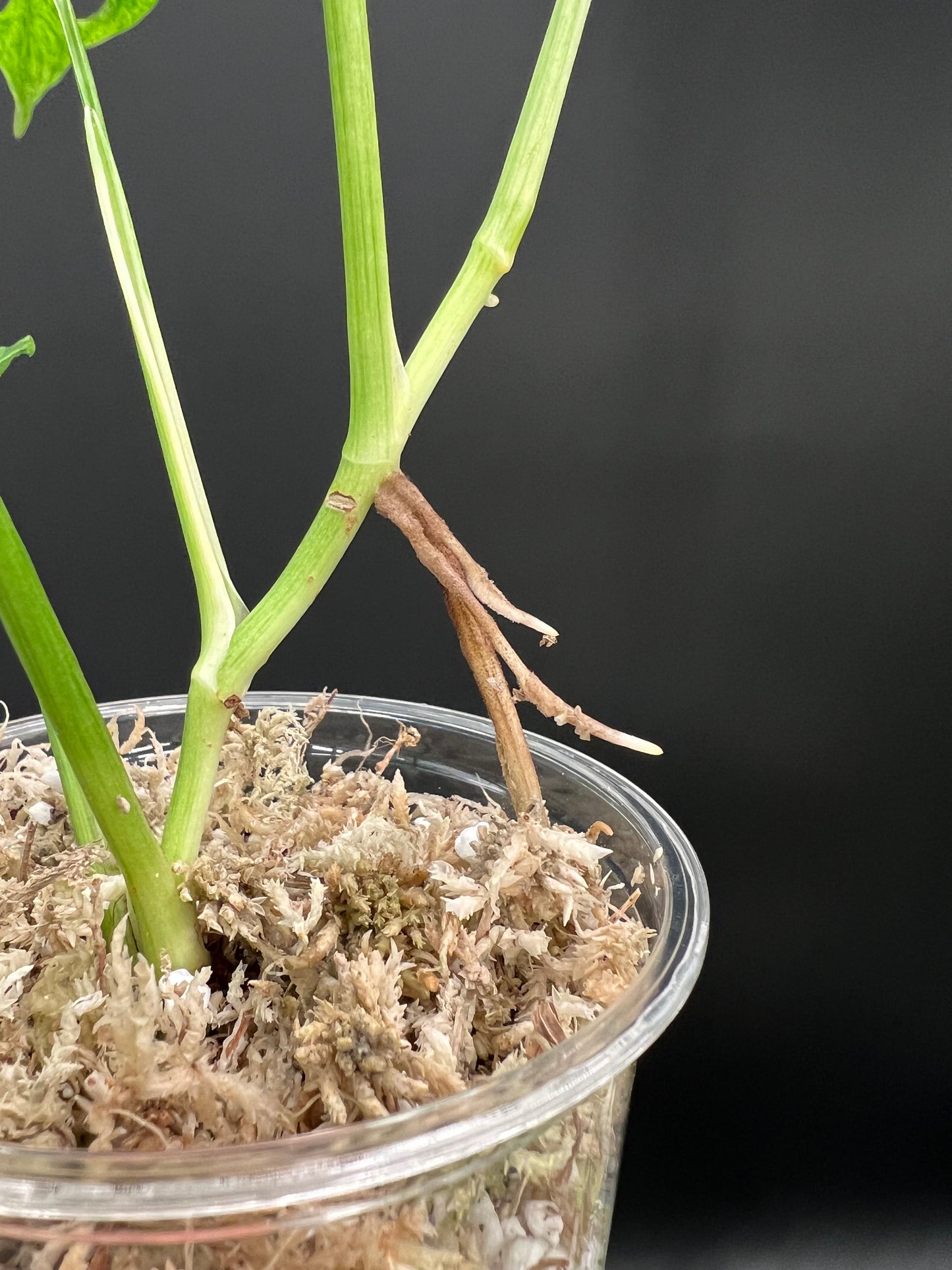 Monstera Laniata Mottled Variegated, Exact plant