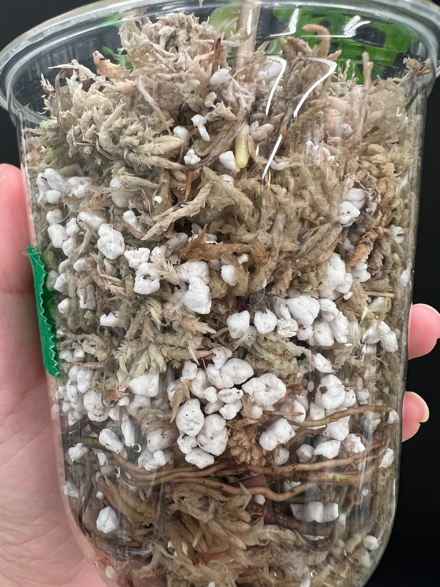 Monstera Laniata Mottled Variegated, Exact plant