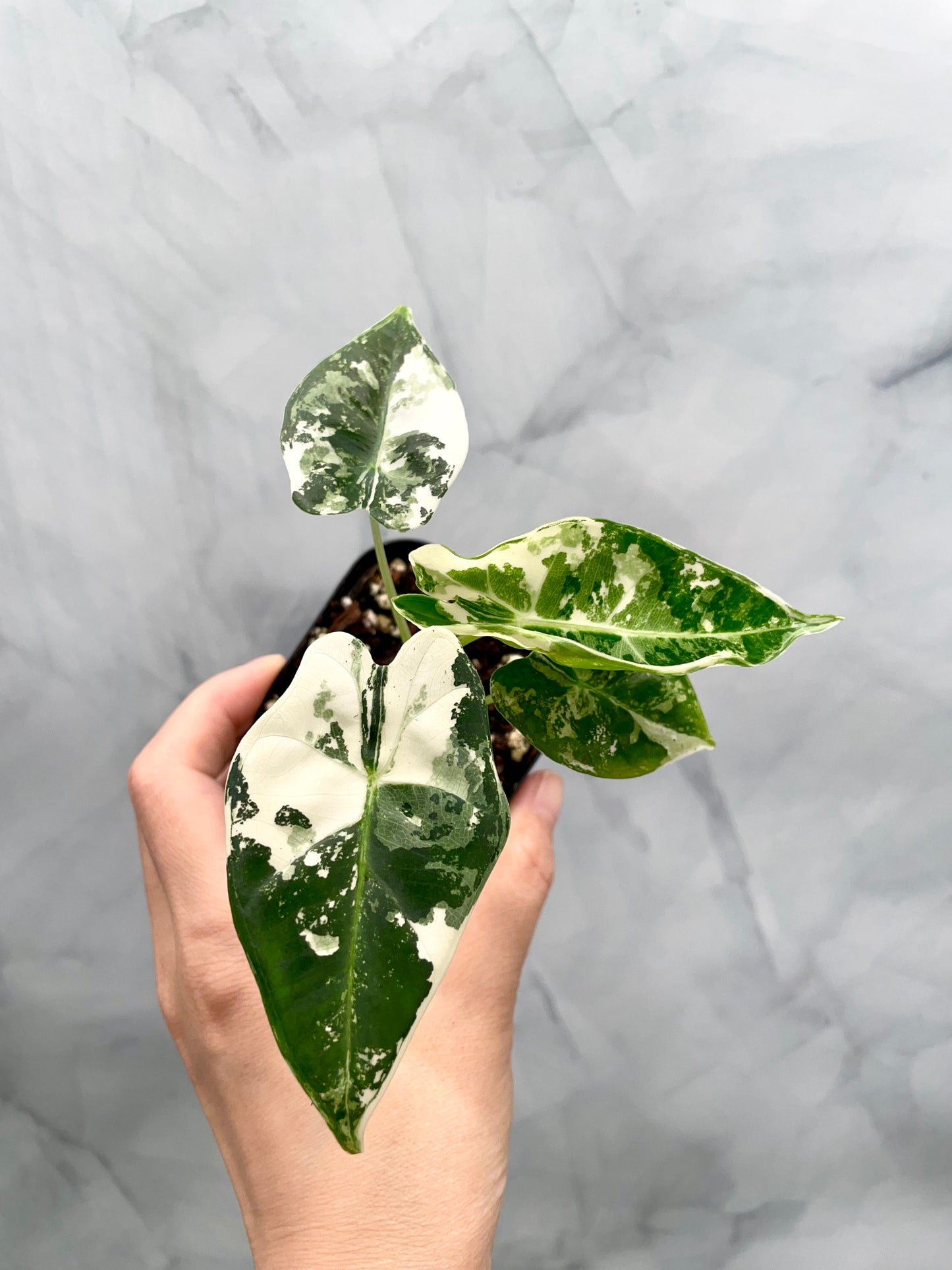 Alocasia Frydek Variegated in 2.6" Pot Exact Plant