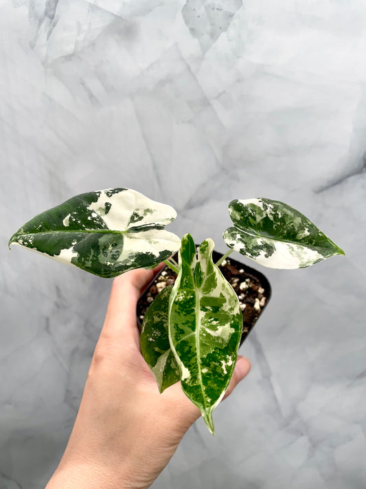 Alocasia Frydek Variegated in 2.6" Pot Exact Plant