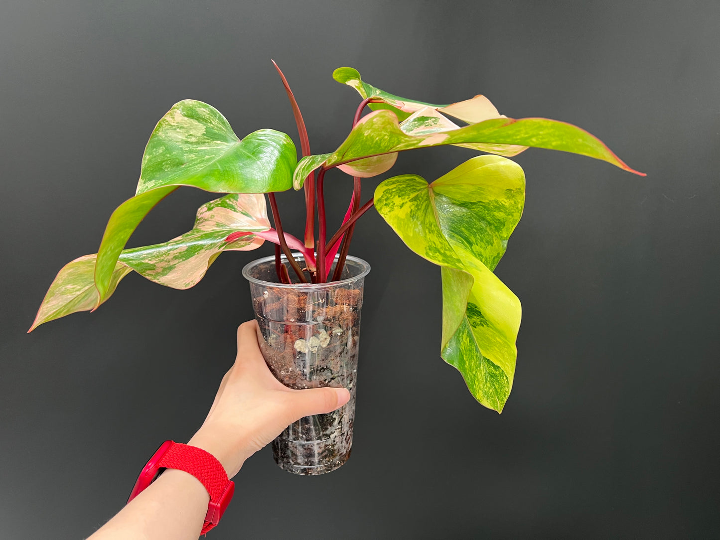 Philodendron Strawberry Shake Variegated
