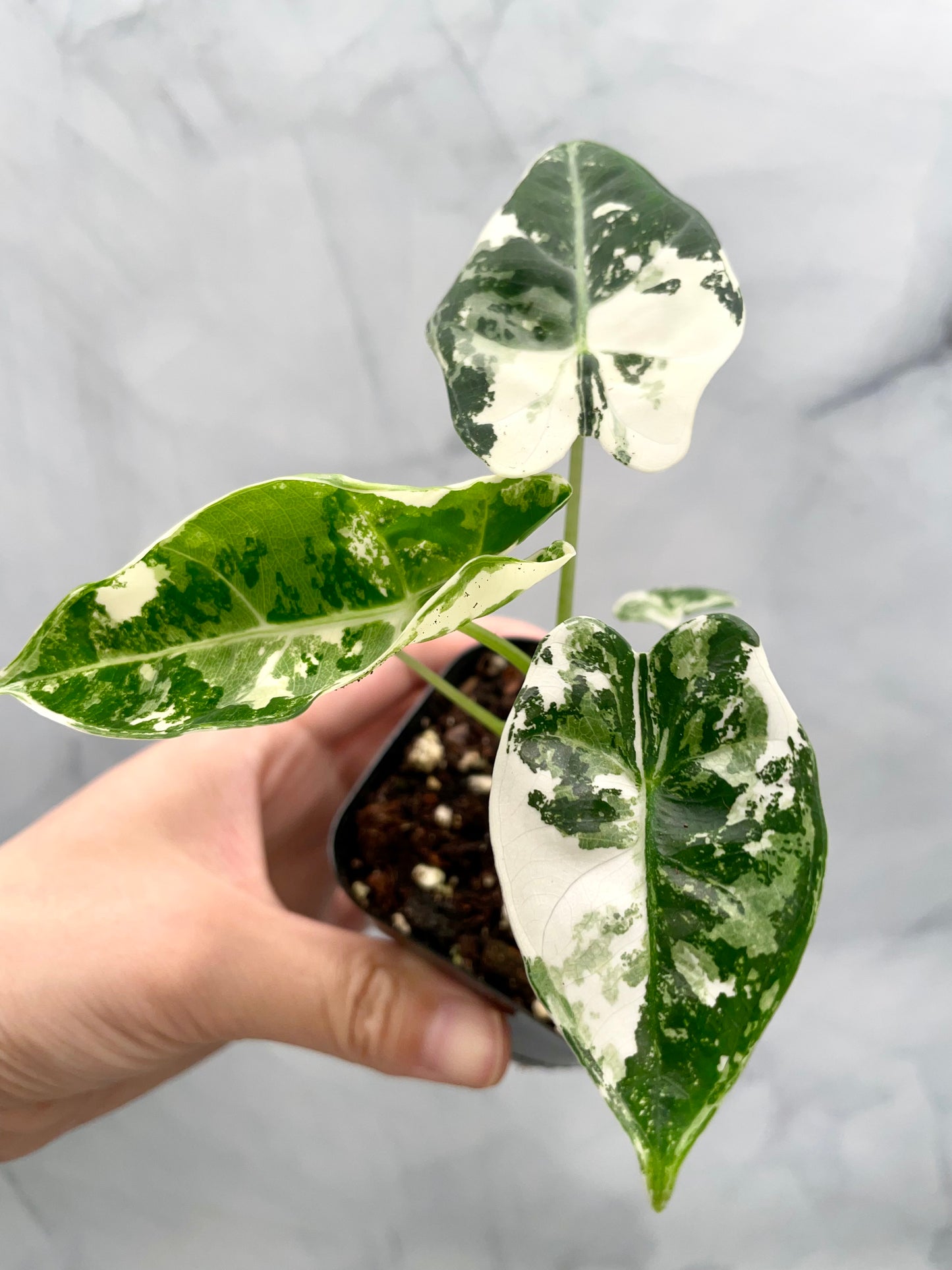 Alocasia Frydek Variegated in 2.6" Pot Exact Plant