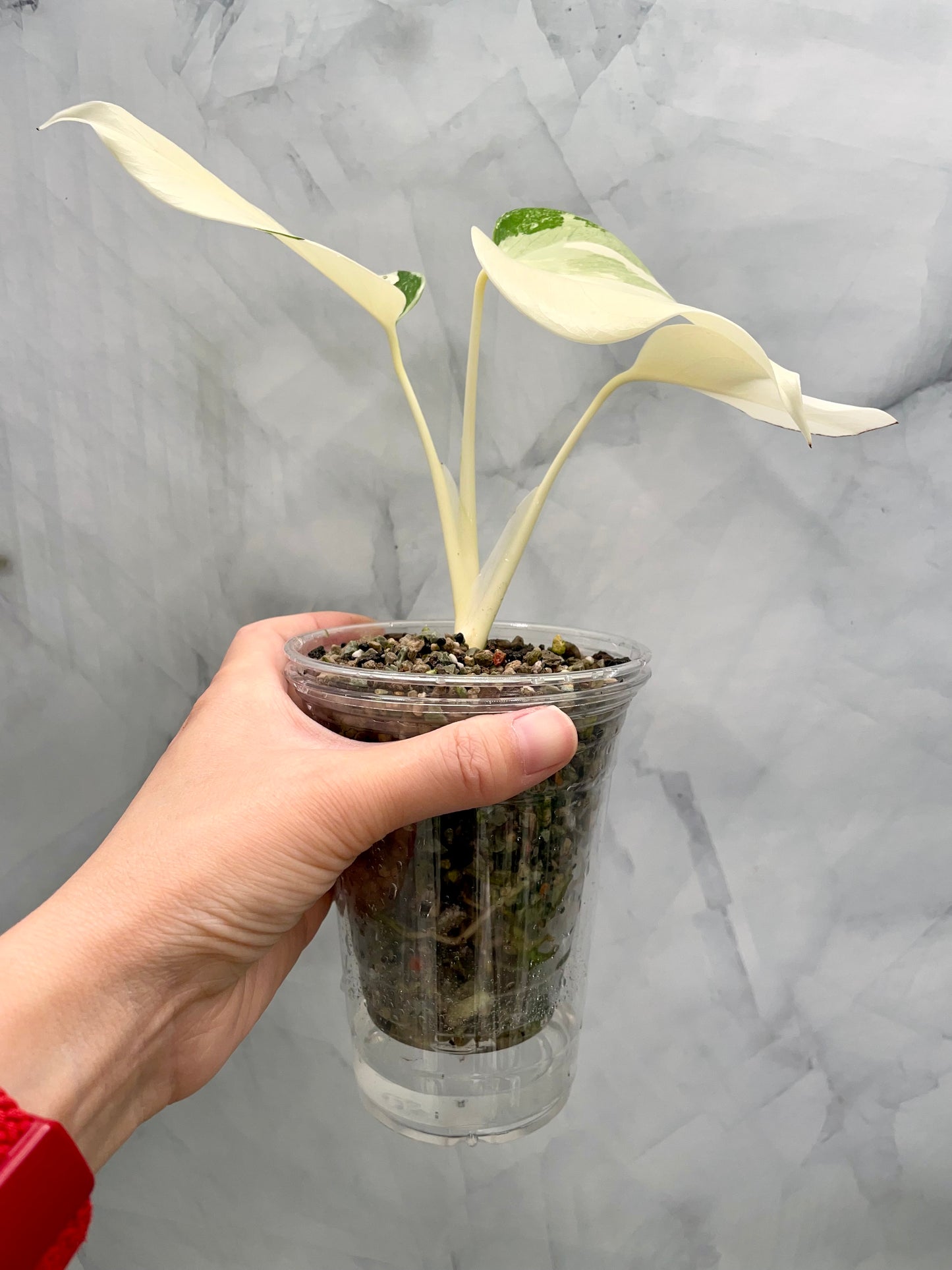 Monstera Albo High Variegated Plant in Pon