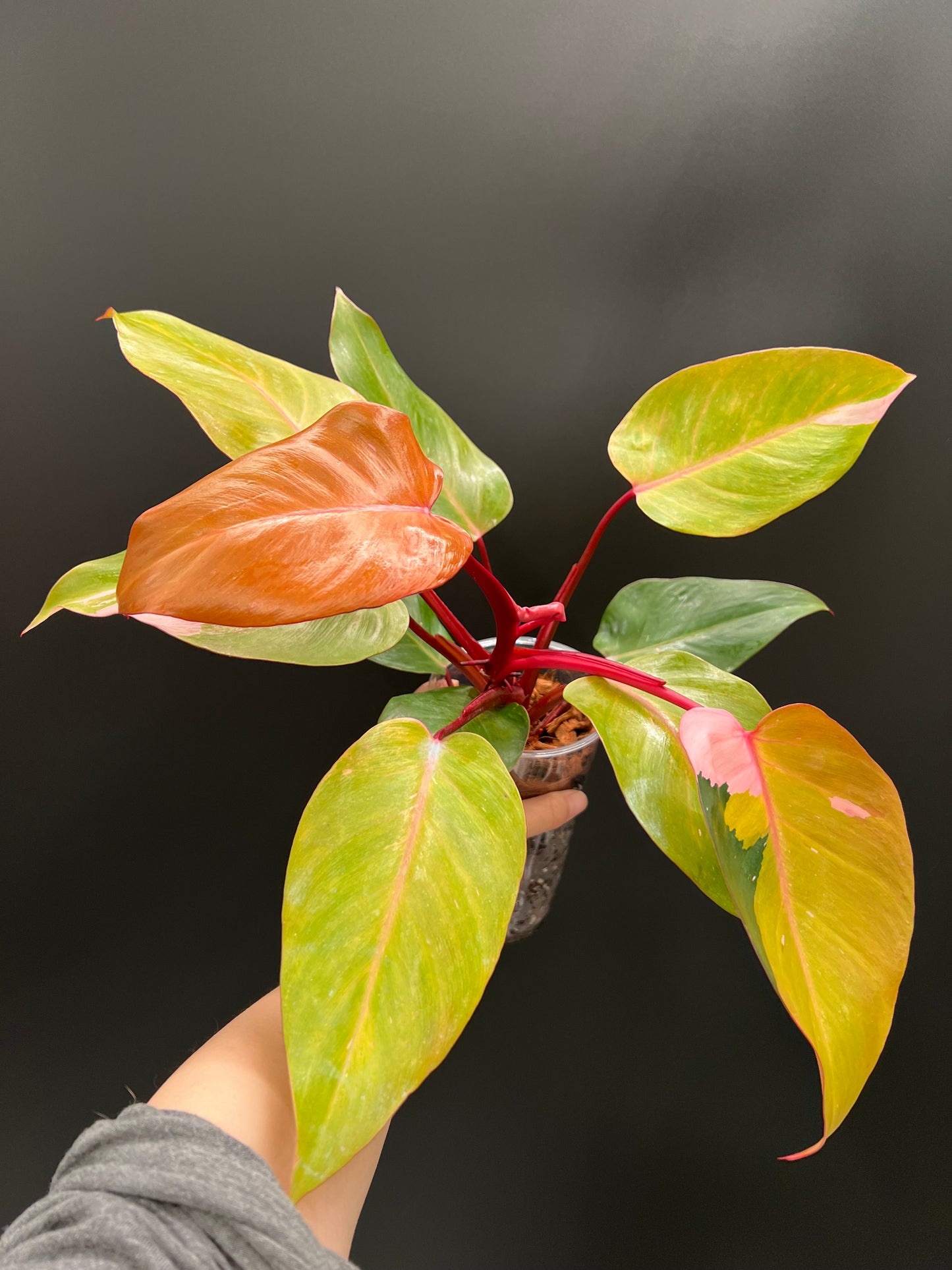 Philodendron Persimmon Princess, High Var, Exact Plant