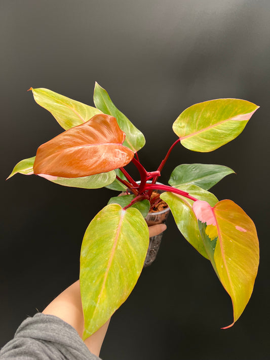 Philodendron Persimmon Princess, High Var, Exact Plant