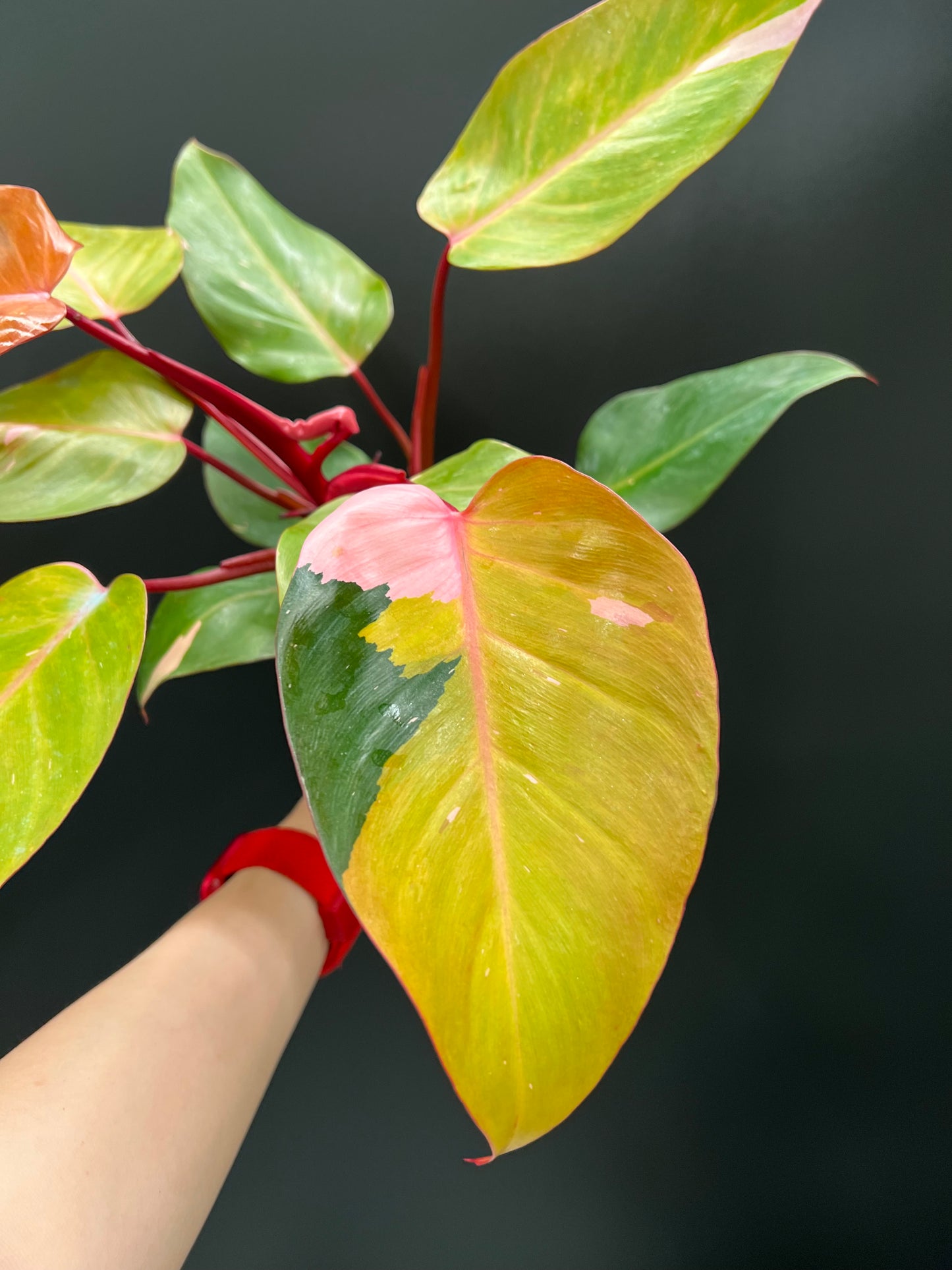 Philodendron Persimmon Princess, High Var, Exact Plant