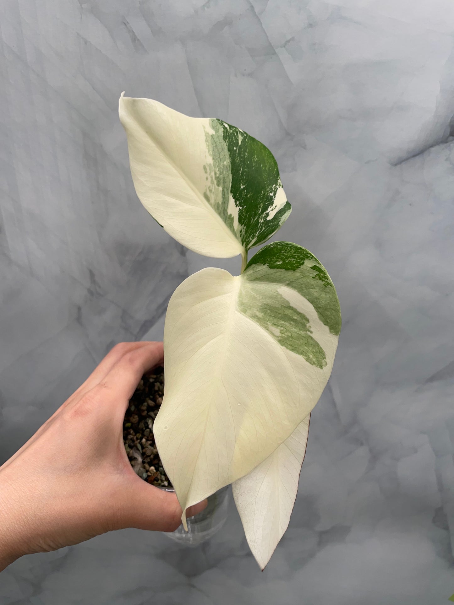 Monstera Albo High Variegated Plant in Pon