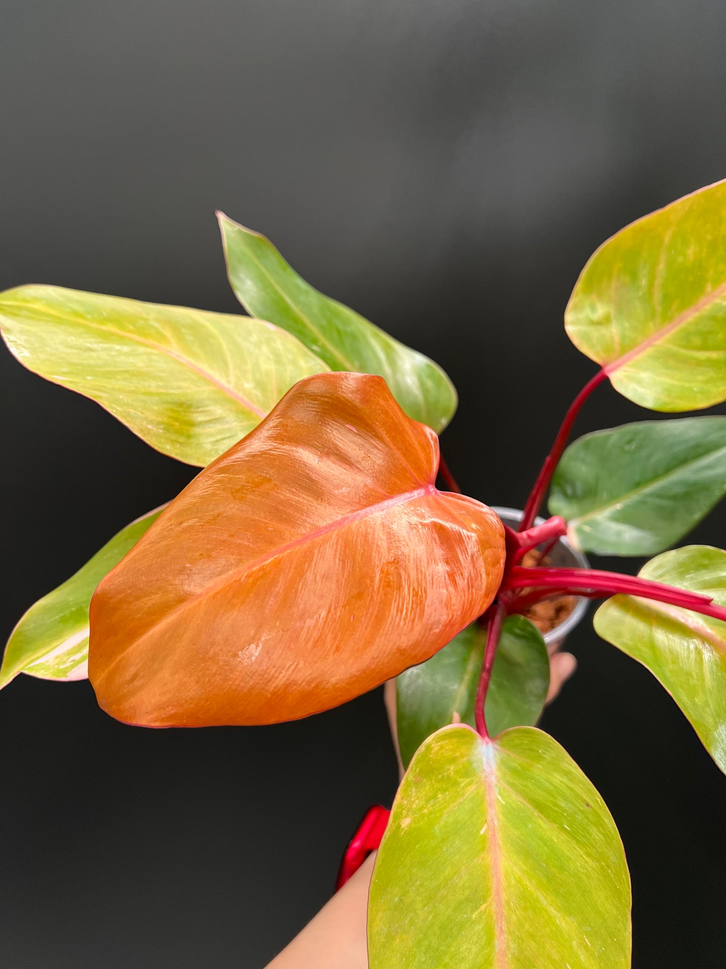 Philodendron Persimmon Princess, High Var, Exact Plant