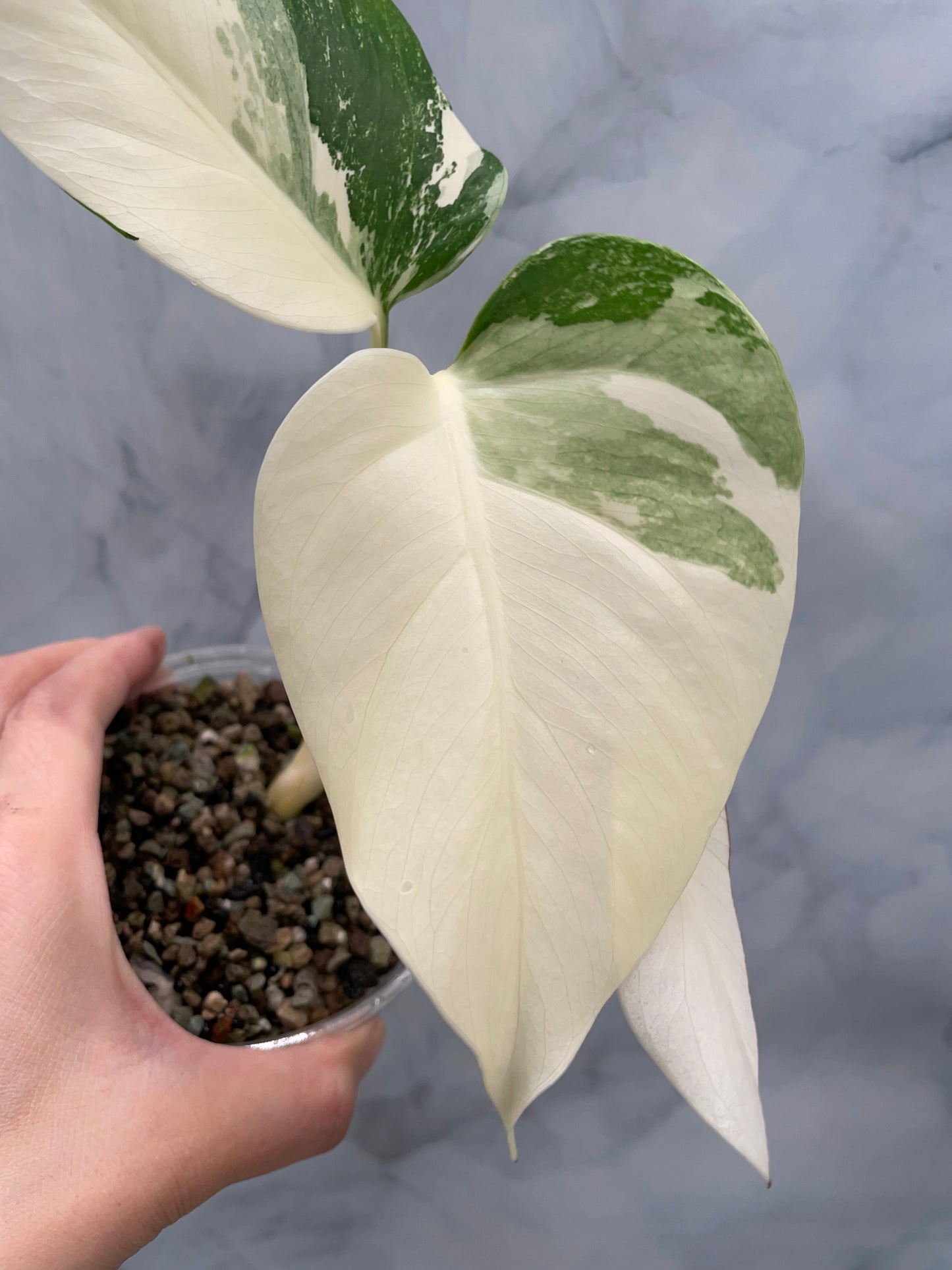Monstera Albo High Variegated Plant in Pon