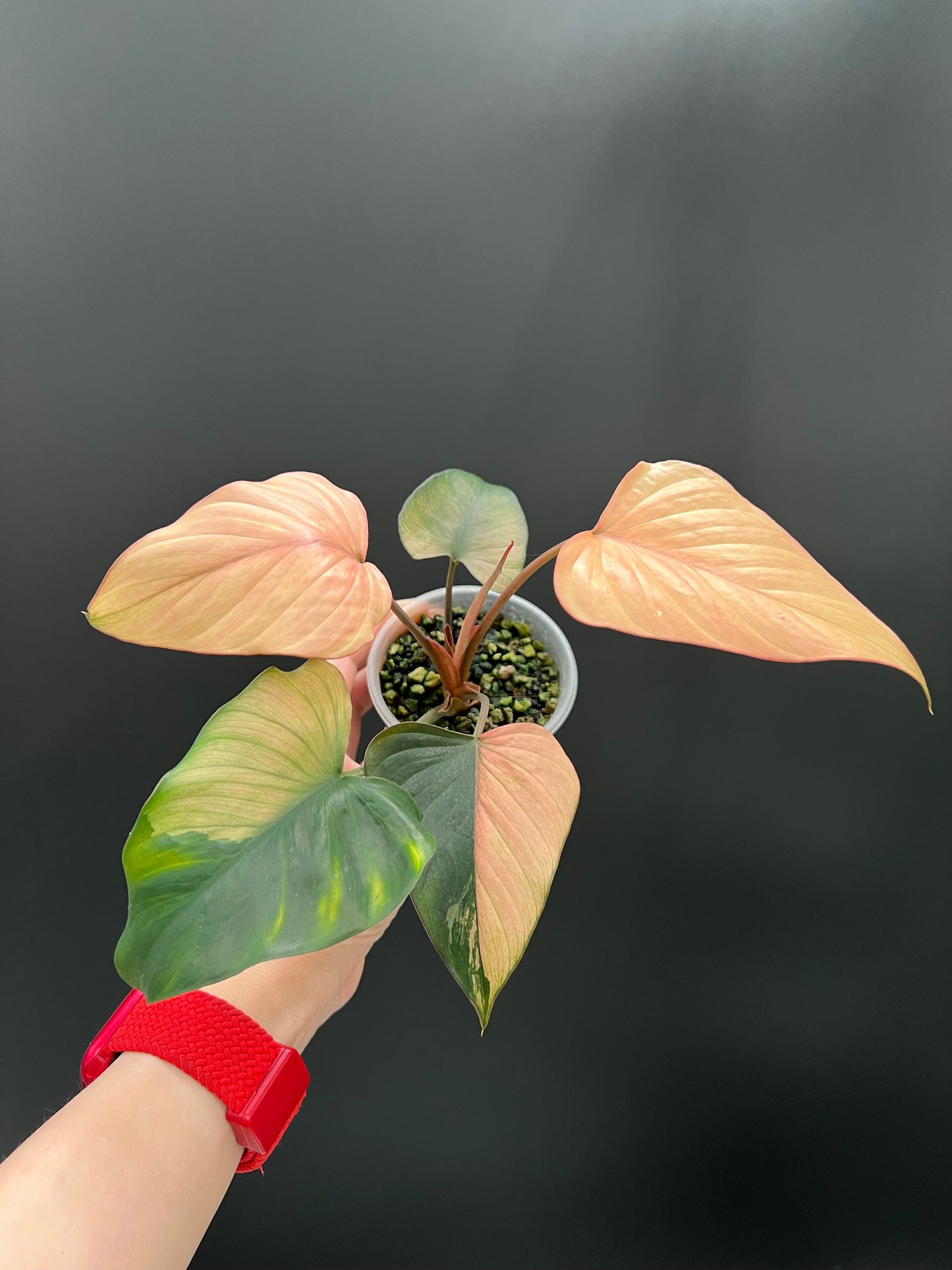 Homalomena Pink Diamond Variegated Plant