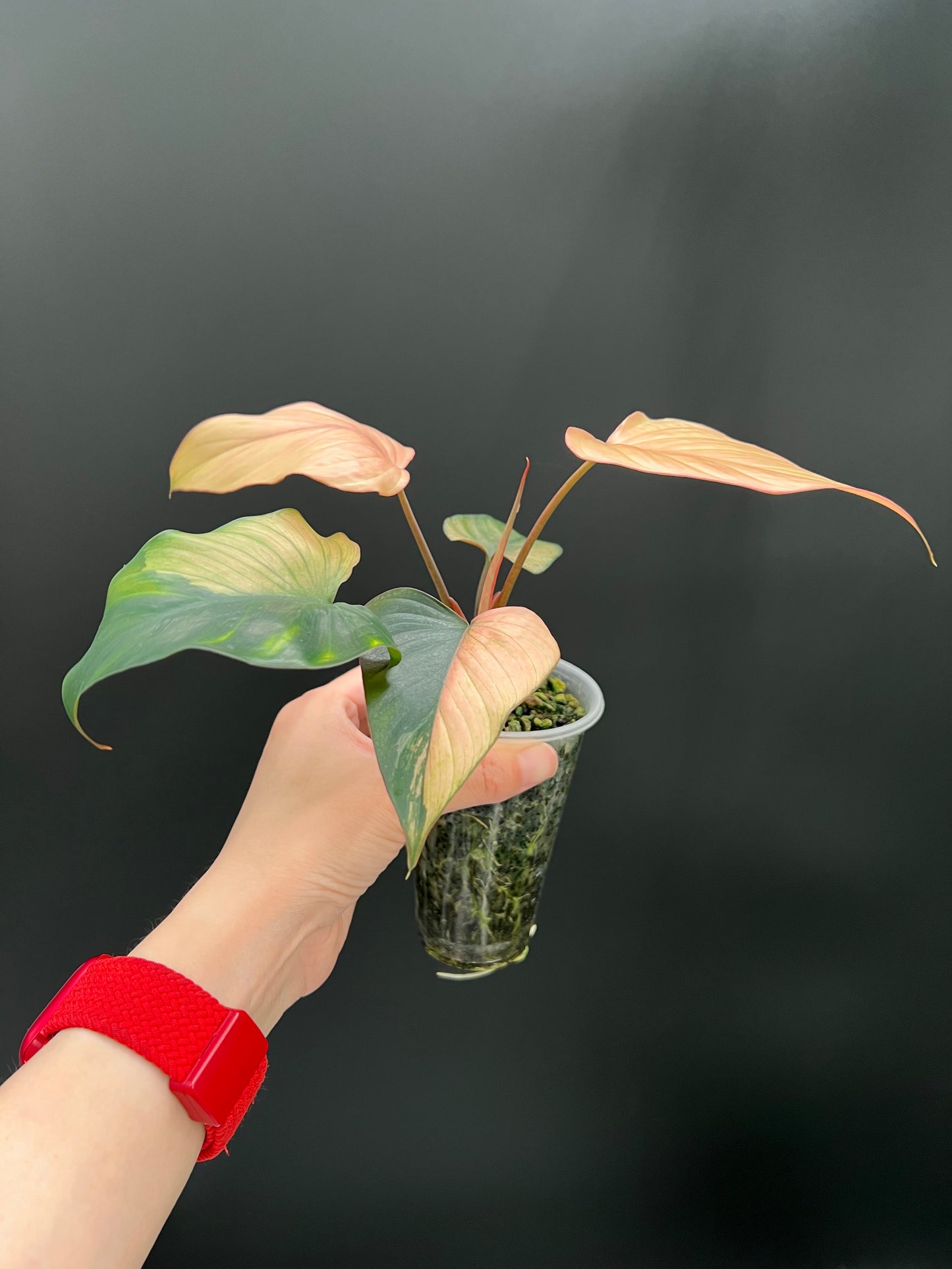 Homalomena Pink Diamond Variegated Plant