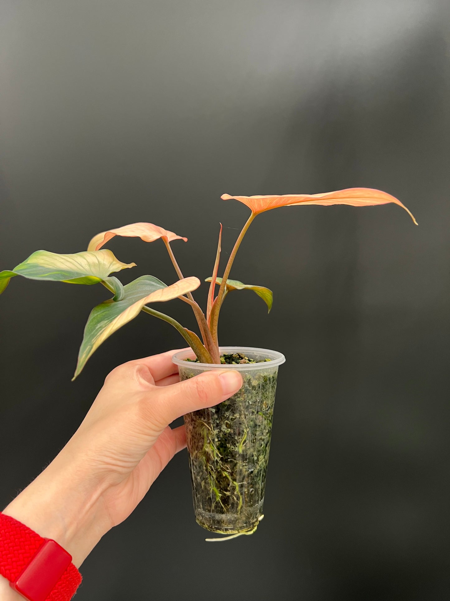 Homalomena Pink Diamond Variegated Plant