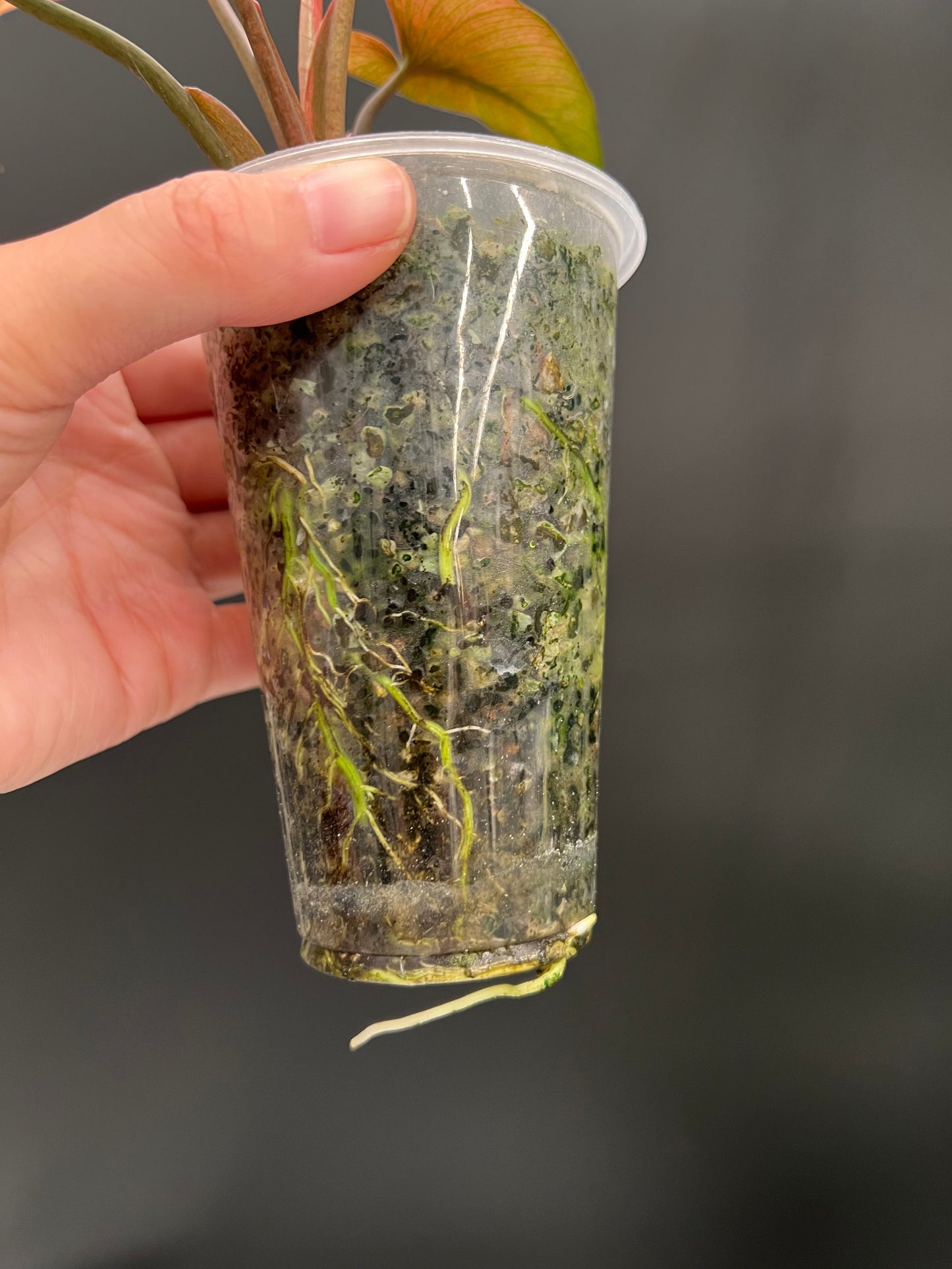 Homalomena Pink Diamond Variegated Plant