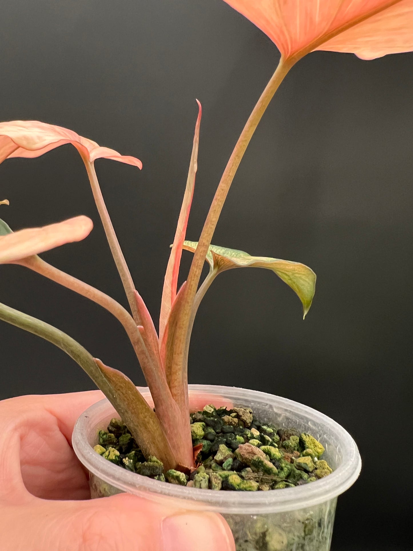 Homalomena Pink Diamond Variegated Plant