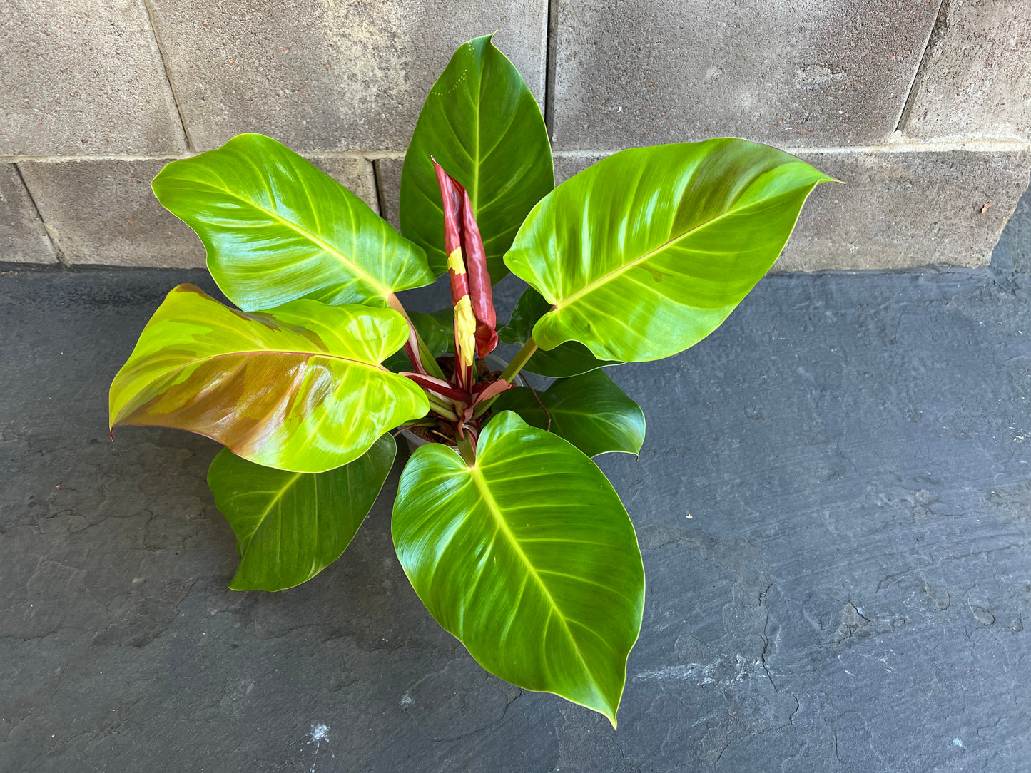 Philodendron Yellow Flame Red Moon, Exact #2