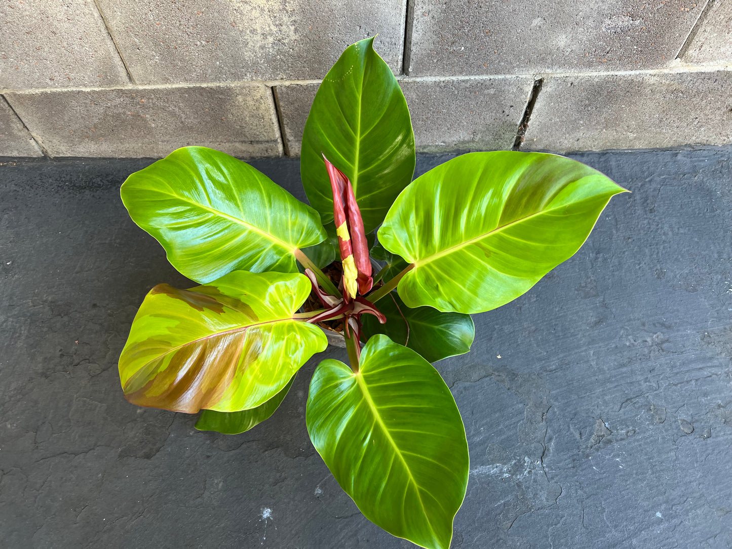 Philodendron Yellow Flame Red Moon, Exact #2