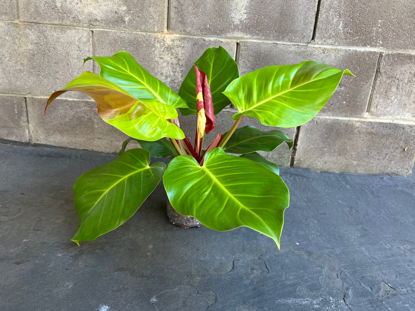 Philodendron Yellow Flame Red Moon, Exact #2