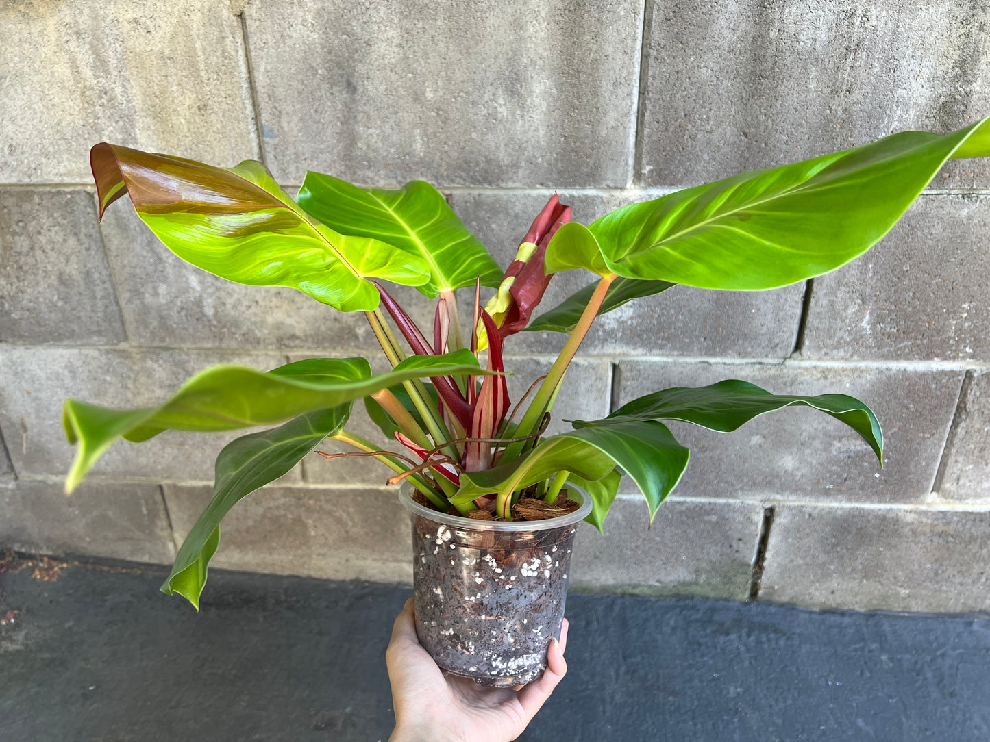 Philodendron Yellow Flame Red Moon, Exact #2