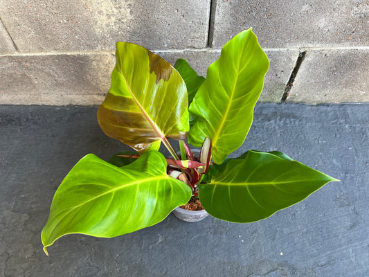 Philodendron Yellow Flame Red Moon, Exact #4