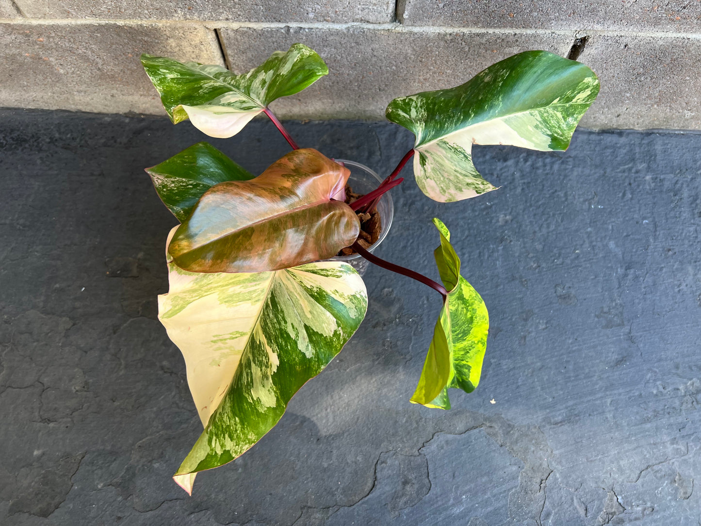 Philodendron Strawberry Shake Variegated