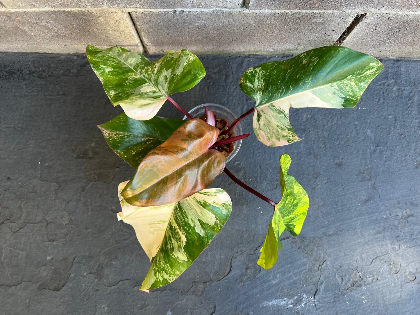 Philodendron Strawberry Shake Variegated