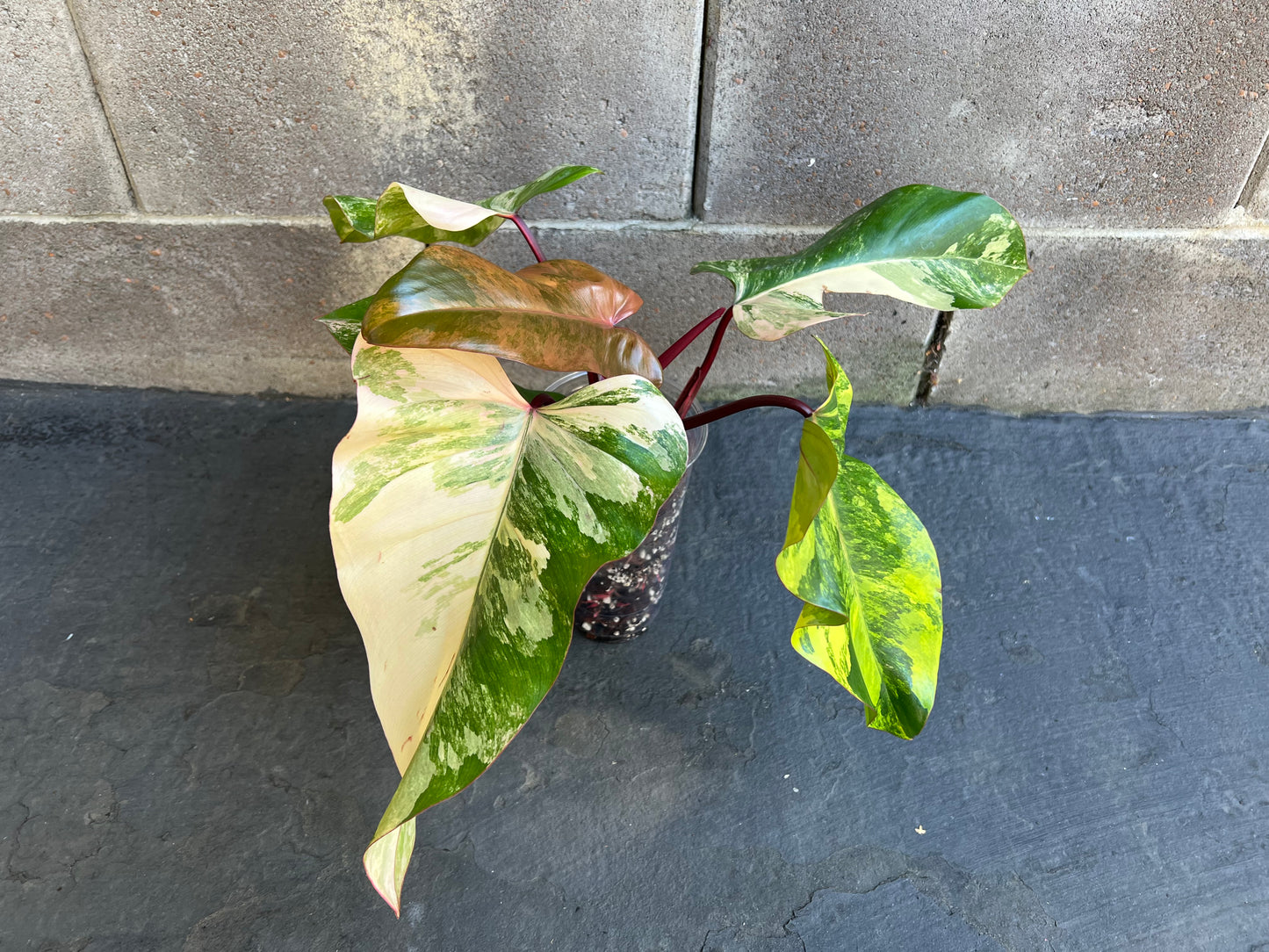 Philodendron Strawberry Shake Variegated