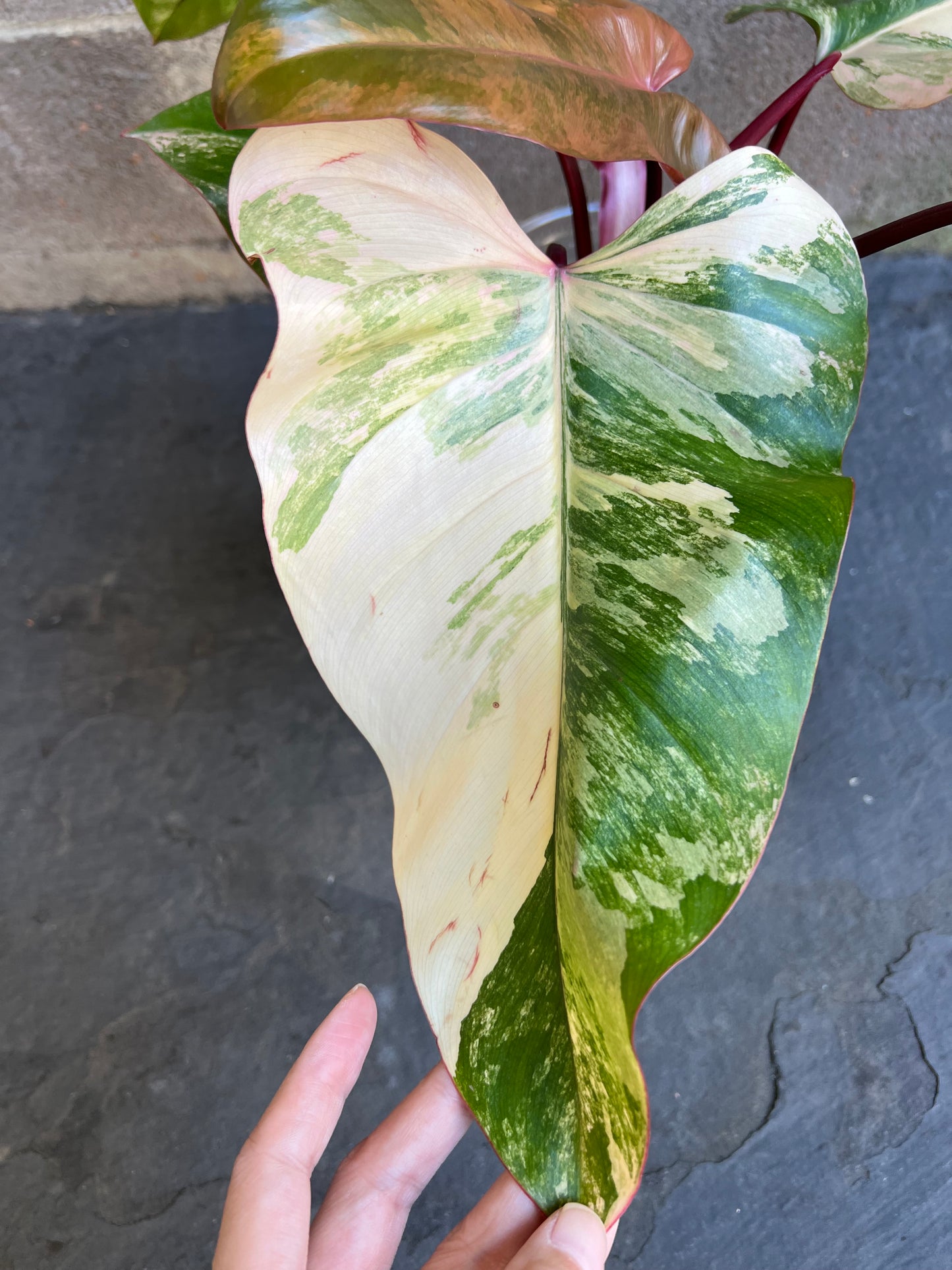 Philodendron Strawberry Shake Variegated