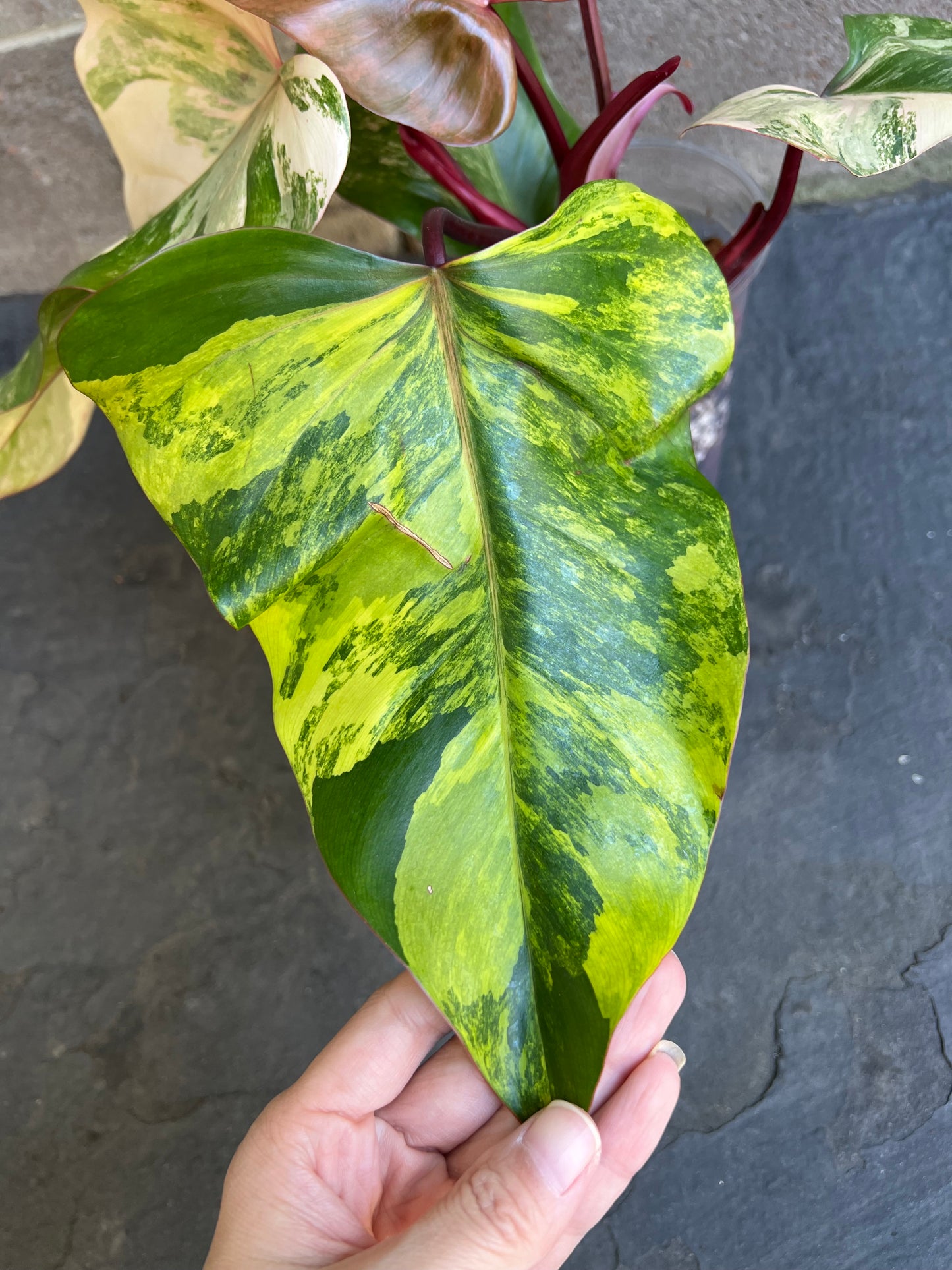 Philodendron Strawberry Shake Variegated