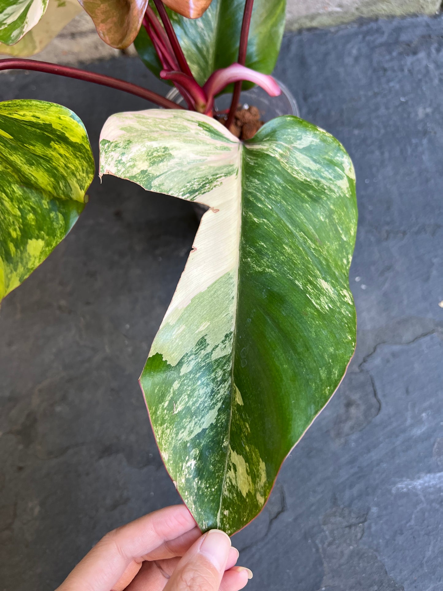 Philodendron Strawberry Shake Variegated
