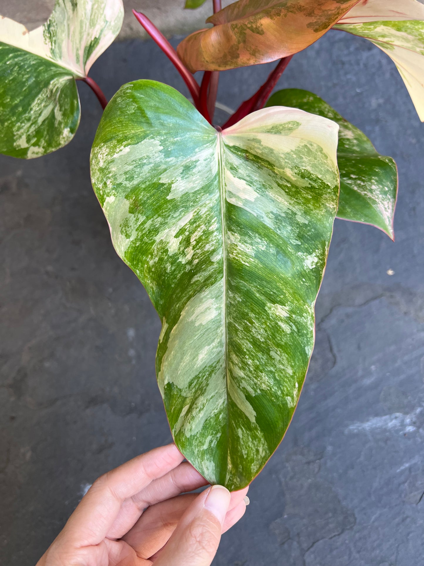 Philodendron Strawberry Shake Variegated
