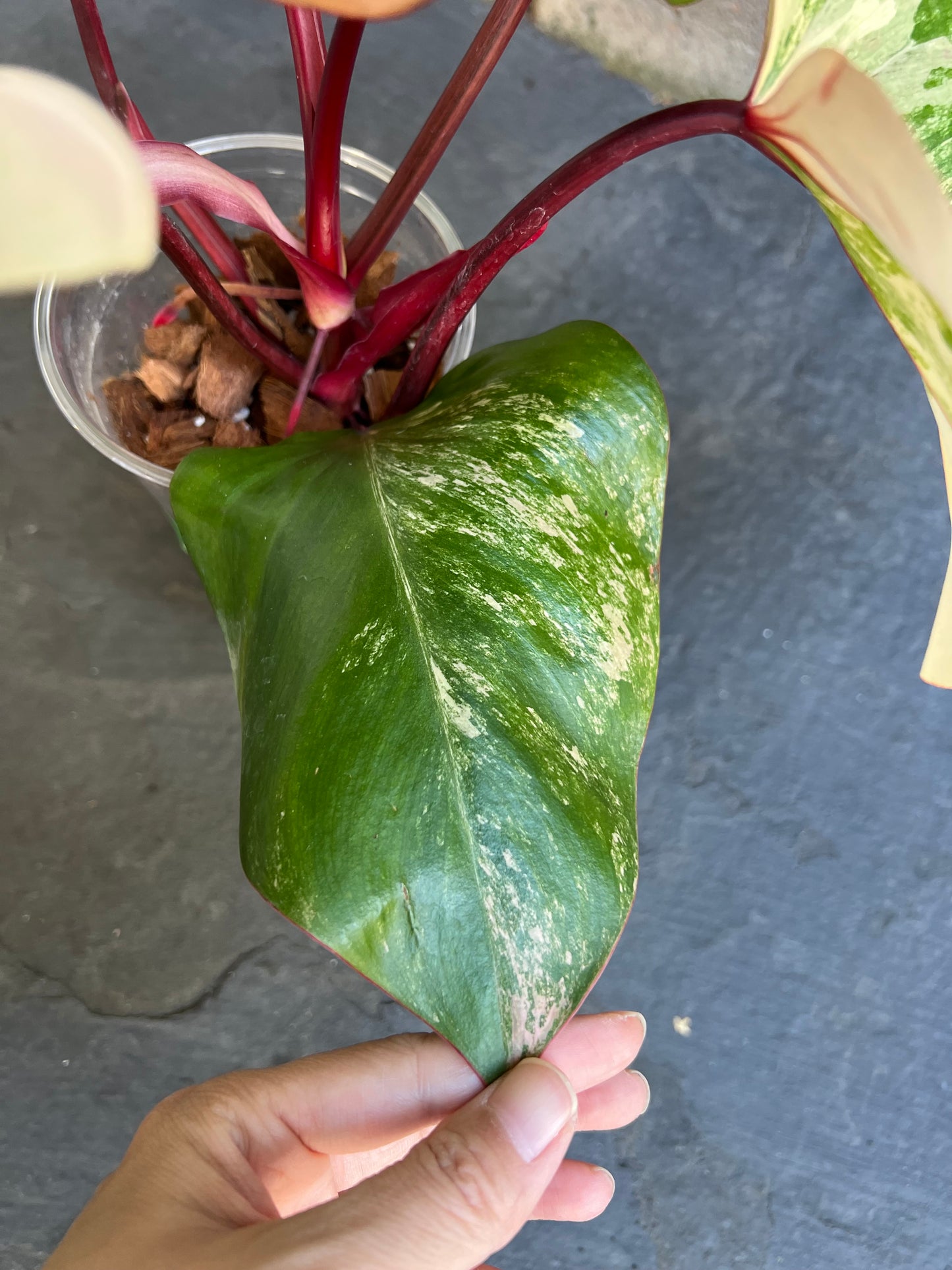 Philodendron Strawberry Shake Variegated