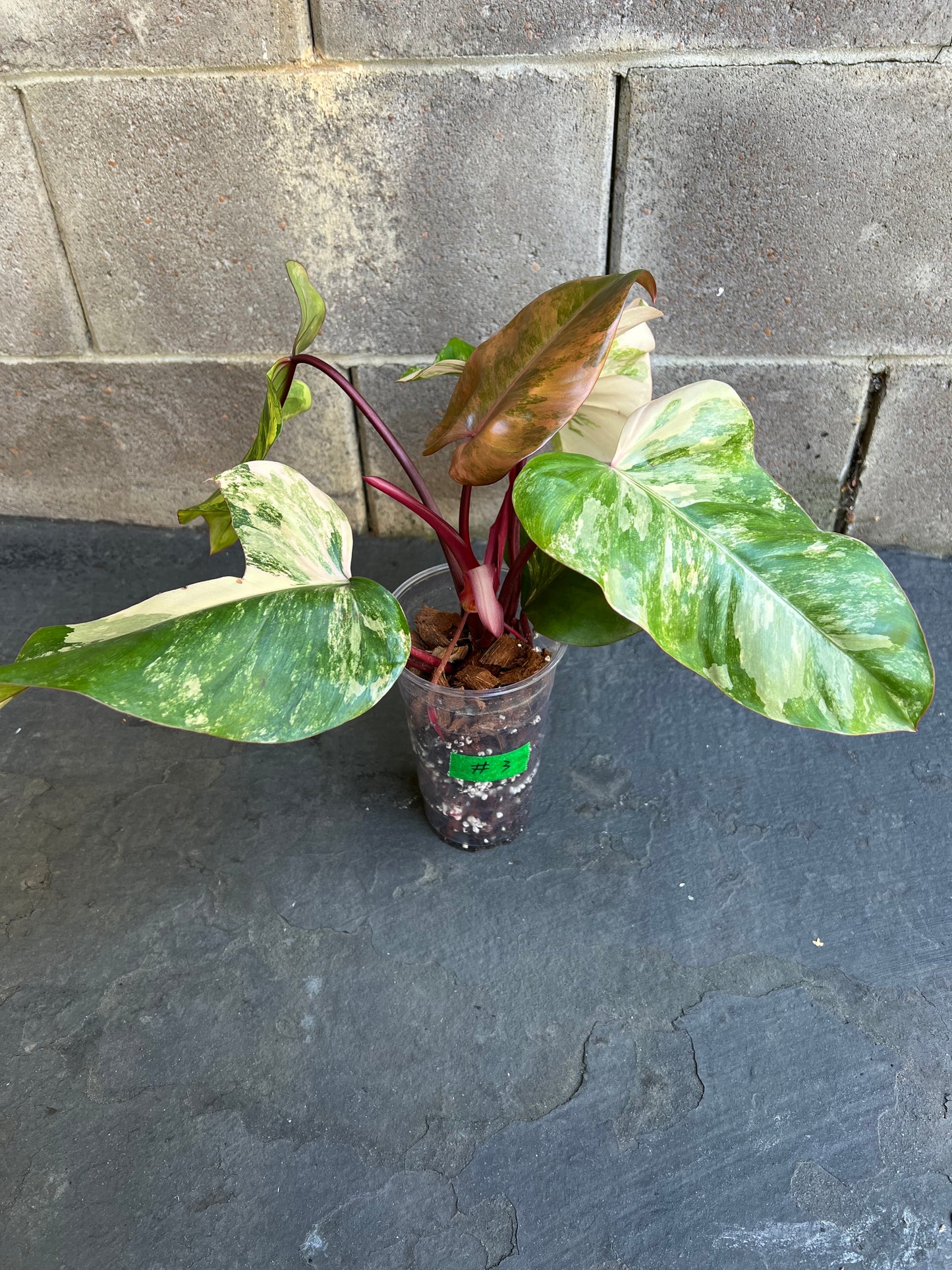 Philodendron Strawberry Shake Variegated
