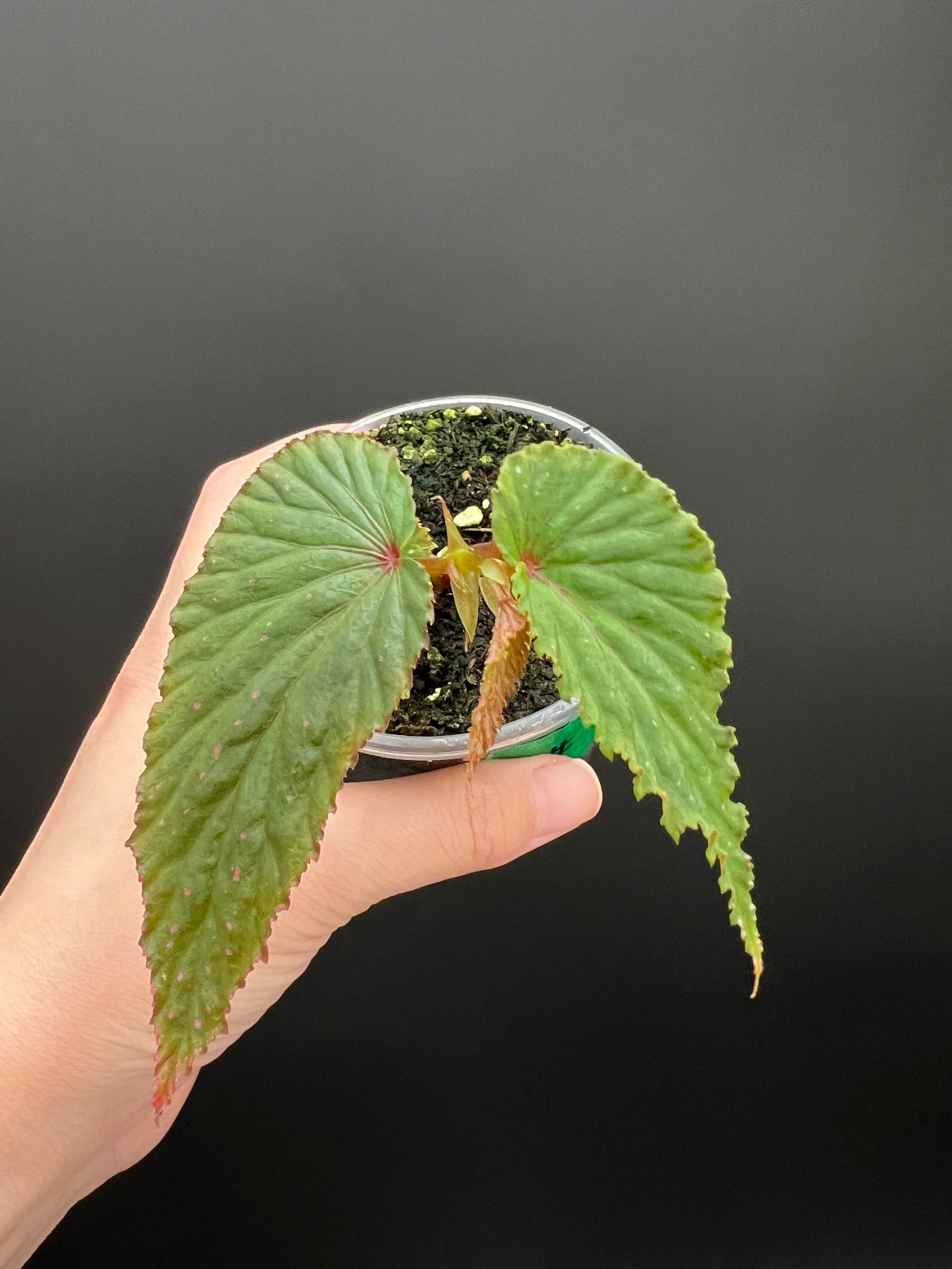 Begonia Gracilicyma Well Rooted Exact Starter Plant