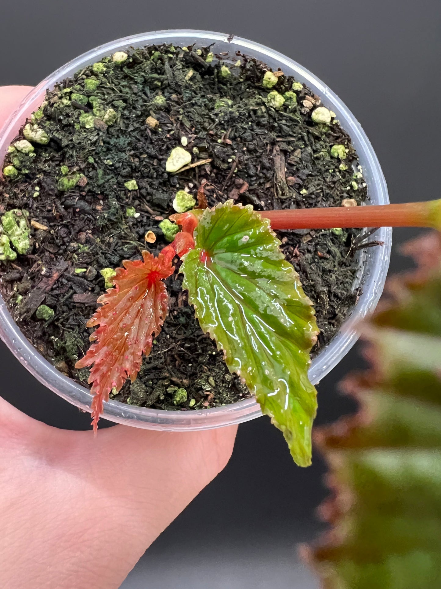 Begonia Gracilicyma Well Rooted Exact Starter Plant