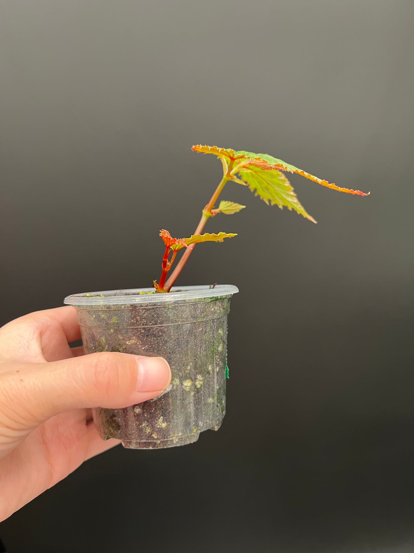Begonia Gracilicyma Well Rooted Exact Starter Plant