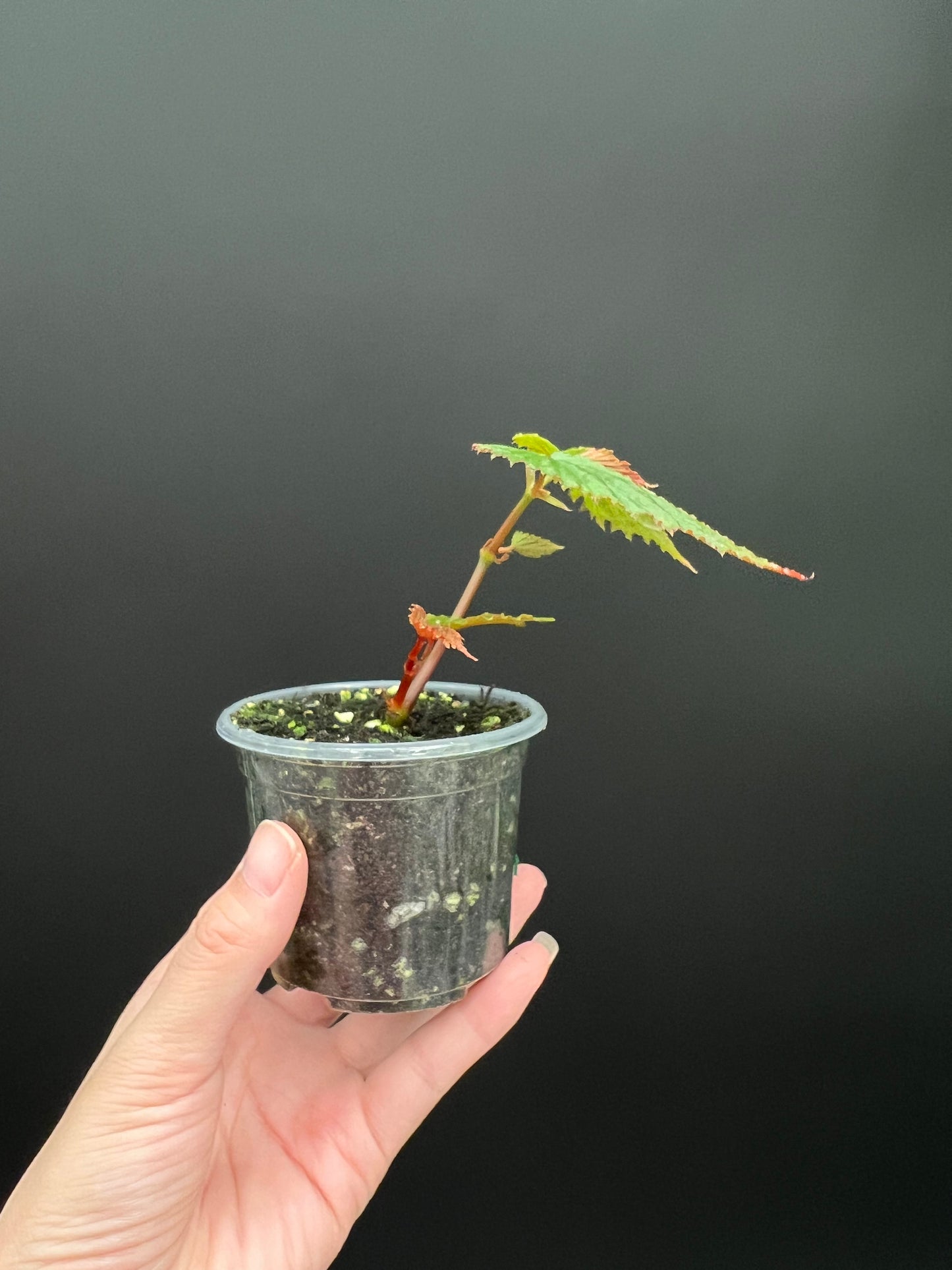 Begonia Gracilicyma Well Rooted Exact Starter Plant